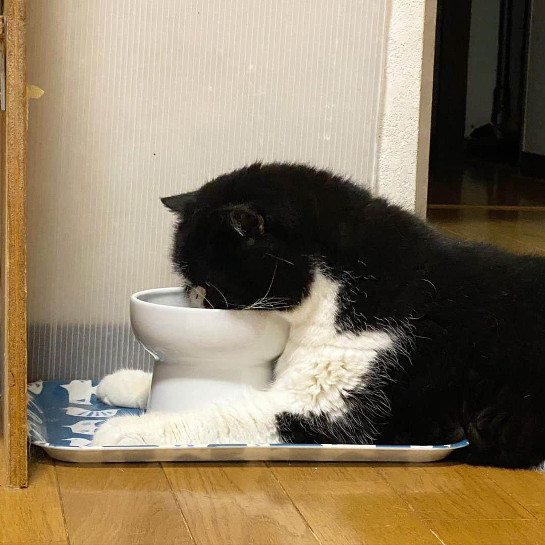 nemuru_catさんのインスタグラム写真 - (nemuru_catInstagram)「#ルーク  ①「ぼくおしりをギューされるんだ…」 　肛門腺しぼり行ってきました。 　６.０６キロでした。 ②この写真が撮りたくて 　ガラステーブルにしました🐾 ③出勤前に玄関前の廊下に転がるうーちゃん ④私の座椅子はうーちゃん用になりました ⑤うーちゃんのお水の飲み方は 　スフィンクススタイル * #ねこ部#cat#cats#neko#猫#catsofinstagram#bestmeow#catlover#ふわもこ部#エキゾチックショートヘア#exoticshorthair#はちわれ」7月19日 23時15分 - nemuru_cat