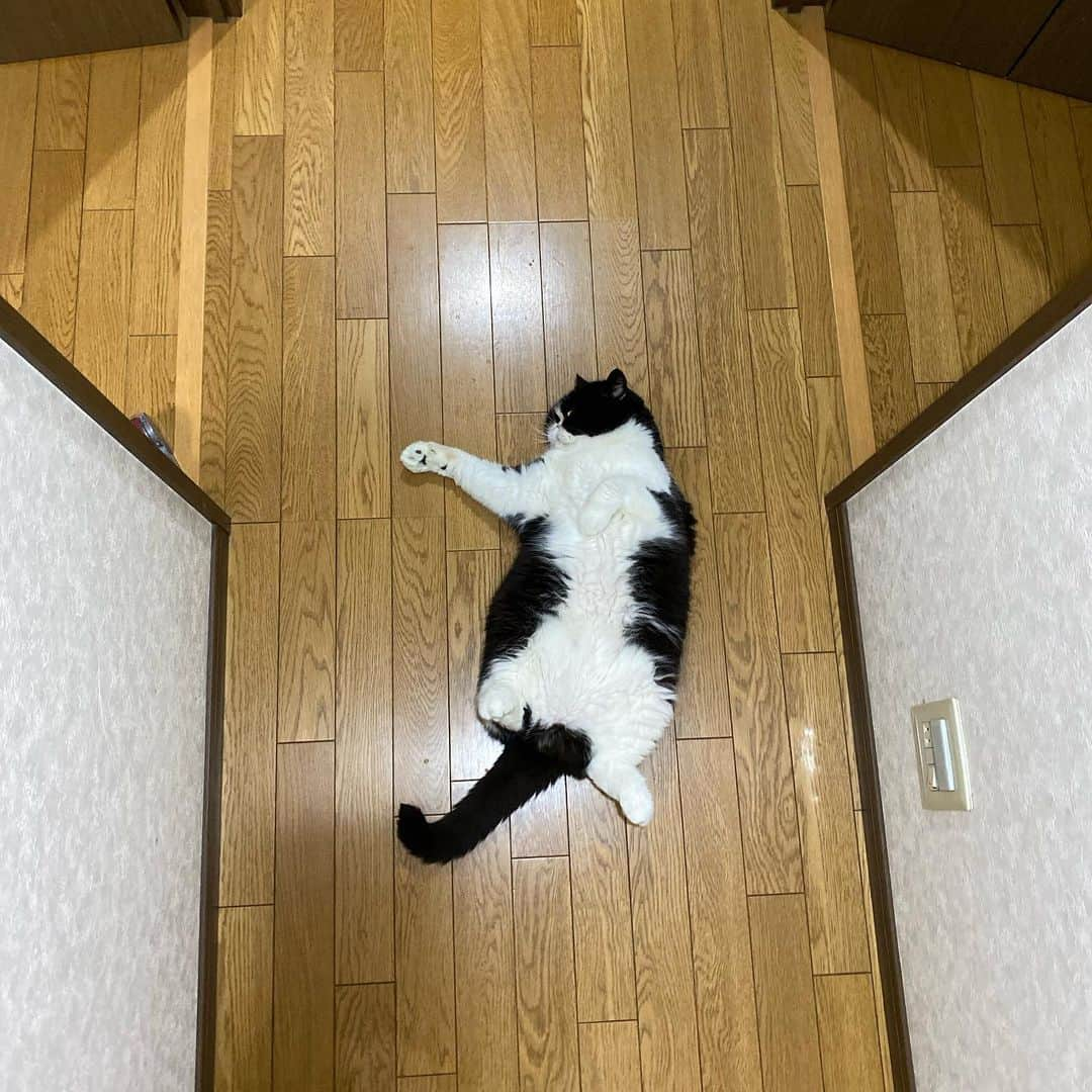 nemuru_catさんのインスタグラム写真 - (nemuru_catInstagram)「#ルーク  ①「ぼくおしりをギューされるんだ…」 　肛門腺しぼり行ってきました。 　６.０６キロでした。 ②この写真が撮りたくて 　ガラステーブルにしました🐾 ③出勤前に玄関前の廊下に転がるうーちゃん ④私の座椅子はうーちゃん用になりました ⑤うーちゃんのお水の飲み方は 　スフィンクススタイル * #ねこ部#cat#cats#neko#猫#catsofinstagram#bestmeow#catlover#ふわもこ部#エキゾチックショートヘア#exoticshorthair#はちわれ」7月19日 23時15分 - nemuru_cat