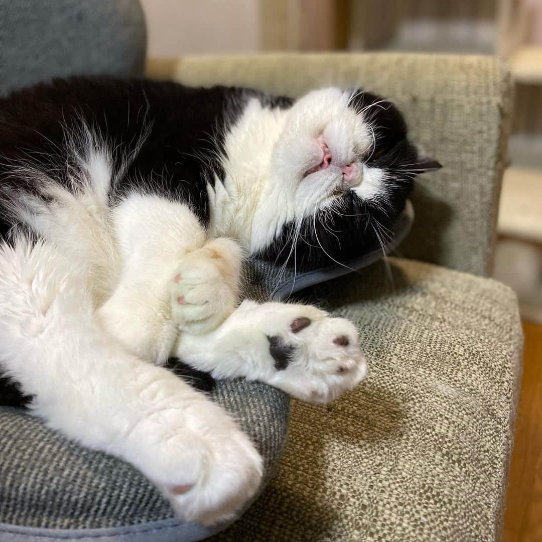 nemuru_catさんのインスタグラム写真 - (nemuru_catInstagram)「#ルーク  ①「ぼくおしりをギューされるんだ…」 　肛門腺しぼり行ってきました。 　６.０６キロでした。 ②この写真が撮りたくて 　ガラステーブルにしました🐾 ③出勤前に玄関前の廊下に転がるうーちゃん ④私の座椅子はうーちゃん用になりました ⑤うーちゃんのお水の飲み方は 　スフィンクススタイル * #ねこ部#cat#cats#neko#猫#catsofinstagram#bestmeow#catlover#ふわもこ部#エキゾチックショートヘア#exoticshorthair#はちわれ」7月19日 23時15分 - nemuru_cat