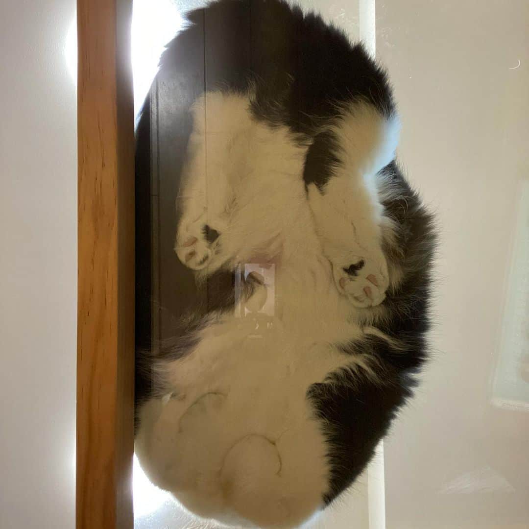nemuru_catさんのインスタグラム写真 - (nemuru_catInstagram)「#ルーク  ①「ぼくおしりをギューされるんだ…」 　肛門腺しぼり行ってきました。 　６.０６キロでした。 ②この写真が撮りたくて 　ガラステーブルにしました🐾 ③出勤前に玄関前の廊下に転がるうーちゃん ④私の座椅子はうーちゃん用になりました ⑤うーちゃんのお水の飲み方は 　スフィンクススタイル * #ねこ部#cat#cats#neko#猫#catsofinstagram#bestmeow#catlover#ふわもこ部#エキゾチックショートヘア#exoticshorthair#はちわれ」7月19日 23時15分 - nemuru_cat