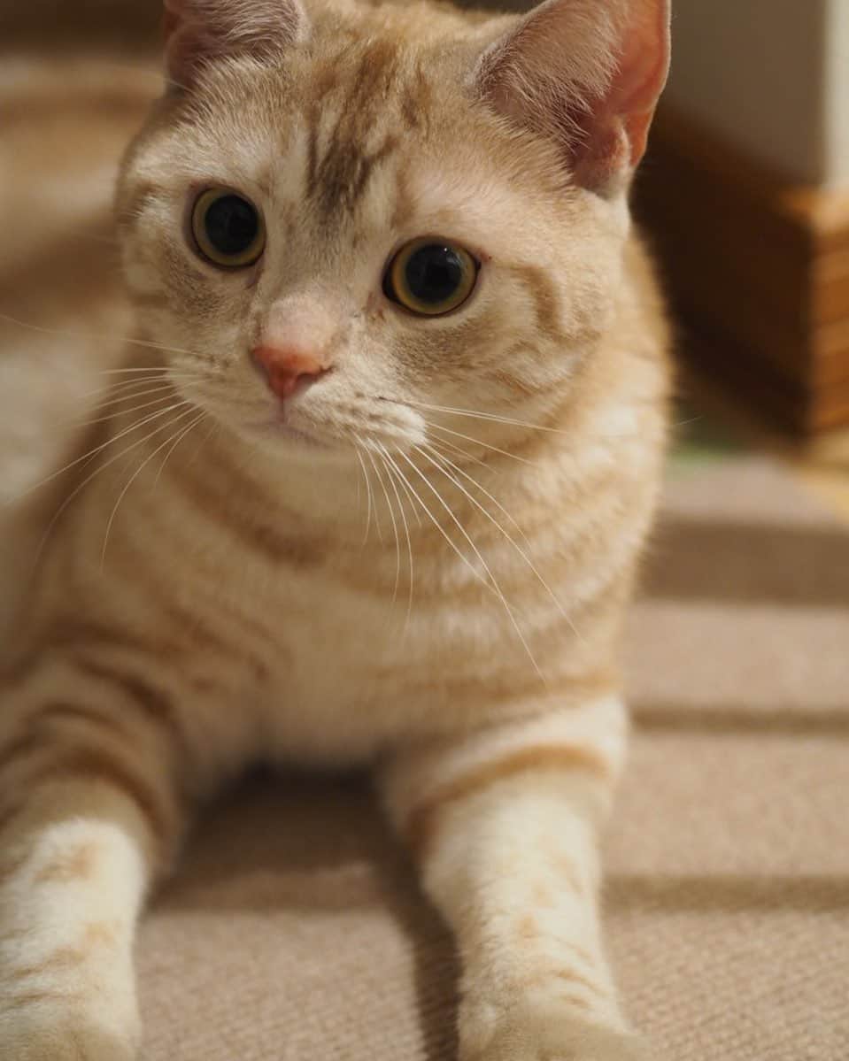 ruiruiのインスタグラム：「まったりこっちゃん . . #虎大朗 #スコティッシュフォールド #猫 #ねこ #にゃんこ #ネコ  #ねこ部 #ふわもこ部  #ねこすたぐらむ #にゃんすたぐらむ #ねこのいる生活 #ねこのいる暮らし #猫好きさんと繋がりたい #猫のいる暮らし #cat #instacat #catstagram  #ilovemycat #instagramcats  #meow #pet #petstagram #catstagram_japan #」