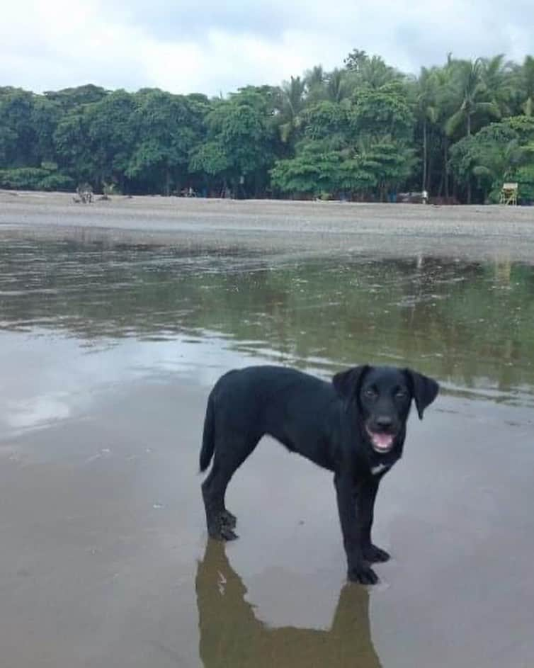 レイチェル・ブレイセンさんのインスタグラム写真 - (レイチェル・ブレイセンInstagram)「Quila died in my arms this morning. It happened so quickly. Too quickly. She was old, and we knew it was coming, but I wasn’t prepared. I wasn’t prepared at all. But here we are. And just like he did when Laika passed earlier this year, Ringo immediately went to lay down on top of her. He knew right away. Dogs know🥺 They always know.  We have seen so much death this year. And so much life. Quila took her last breath a few feet away from the exact spot where Finn took his first, only a month and a day later. I am so happy he got to know her… Even if it was just for a little while.   Words can’t describe how much I am going to miss her. She’s been by my side since I was 19. My first puppy. The one who opened my heart to the world of dogs for the very first time. Without her, we never would have had our pack.   Tranquila. Quilita. My girl. Life will never be the same💔」7月19日 23時37分 - yoga_girl