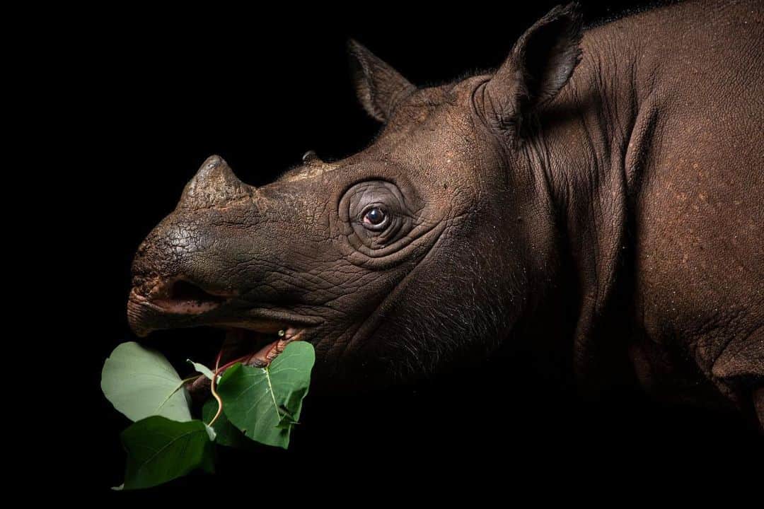 Joel Sartoreさんのインスタグラム写真 - (Joel SartoreInstagram)「Meet Pahu, a Bornean rhino. Dicerorhinus sumatrensis harrissoni. She represents the start of a captive breeding program for this critically endangered animal. Special thanks to the Ministry of Environment and Forestry of Indonesia for permission to photograph her.」7月20日 0時10分 - joelsartore