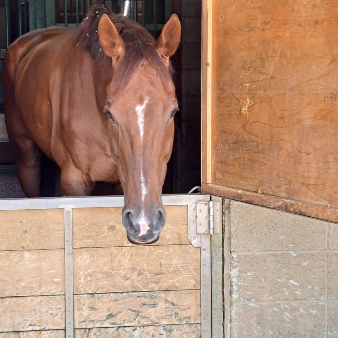 宇月田麻裕さんのインスタグラム写真 - (宇月田麻裕Instagram)「7/17　乗馬日記　「休馬」クリアキー 先週、7/11に続きクリちゃん 調べたら、10/15以来。９カ月ぶり。 レッスンは、10：15より「クリアキー」＆Ｓ先生  の予定でしたが、7/11に前回に続き、直前に休馬決定。  38度予報だったので当然ですねー。 というか、もともと騎乗するつもりはなく、馬たちに、ニンジンの葉を届けに行くだけのつもりでした。  9時は、皆さん、乗られていらっしゃいましたが、  倶楽部に着いたときに、キャンセルしていいとのことだったので、早々にキャンセル。  そして、直前に休馬決定。  人馬ともに危険な暑さだったため、休馬になり少し安堵しました。  名前のある写真は、7/17のものです。  洗い場にいたぷーちゃんことプリマティスタと少し遊んでから帰宅。 ぷーちゃん笑ってます☺️   新馬の　#ディレクトゥス 可愛い顔してます！  先生＆厩務員さん＆お馬さん、暑いので心配です。  乗馬日記次回に続く。」7月20日 0時20分 - mahiro_utsukita