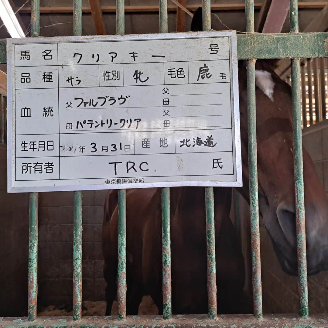 のインスタグラム：「7/17　乗馬日記　「休馬」クリアキー 先週、7/11に続きクリちゃん 調べたら、10/15以来。９カ月ぶり。 レッスンは、10：15より「クリアキー」＆Ｓ先生  の予定でしたが、7/11に前回に続き、直前に休馬決定。  38度予報だったので当然ですねー。 というか、もともと騎乗するつもりはなく、馬たちに、ニンジンの葉を届けに行くだけのつもりでした。  9時は、皆さん、乗られていらっしゃいましたが、  倶楽部に着いたときに、キャンセルしていいとのことだったので、早々にキャンセル。  そして、直前に休馬決定。  人馬ともに危険な暑さだったため、休馬になり少し安堵しました。  名前のある写真は、7/17のものです。  洗い場にいたぷーちゃんことプリマティスタと少し遊んでから帰宅。 ぷーちゃん笑ってます☺️   新馬の　#ディレクトゥス 可愛い顔してます！  先生＆厩務員さん＆お馬さん、暑いので心配です。  乗馬日記次回に続く。」