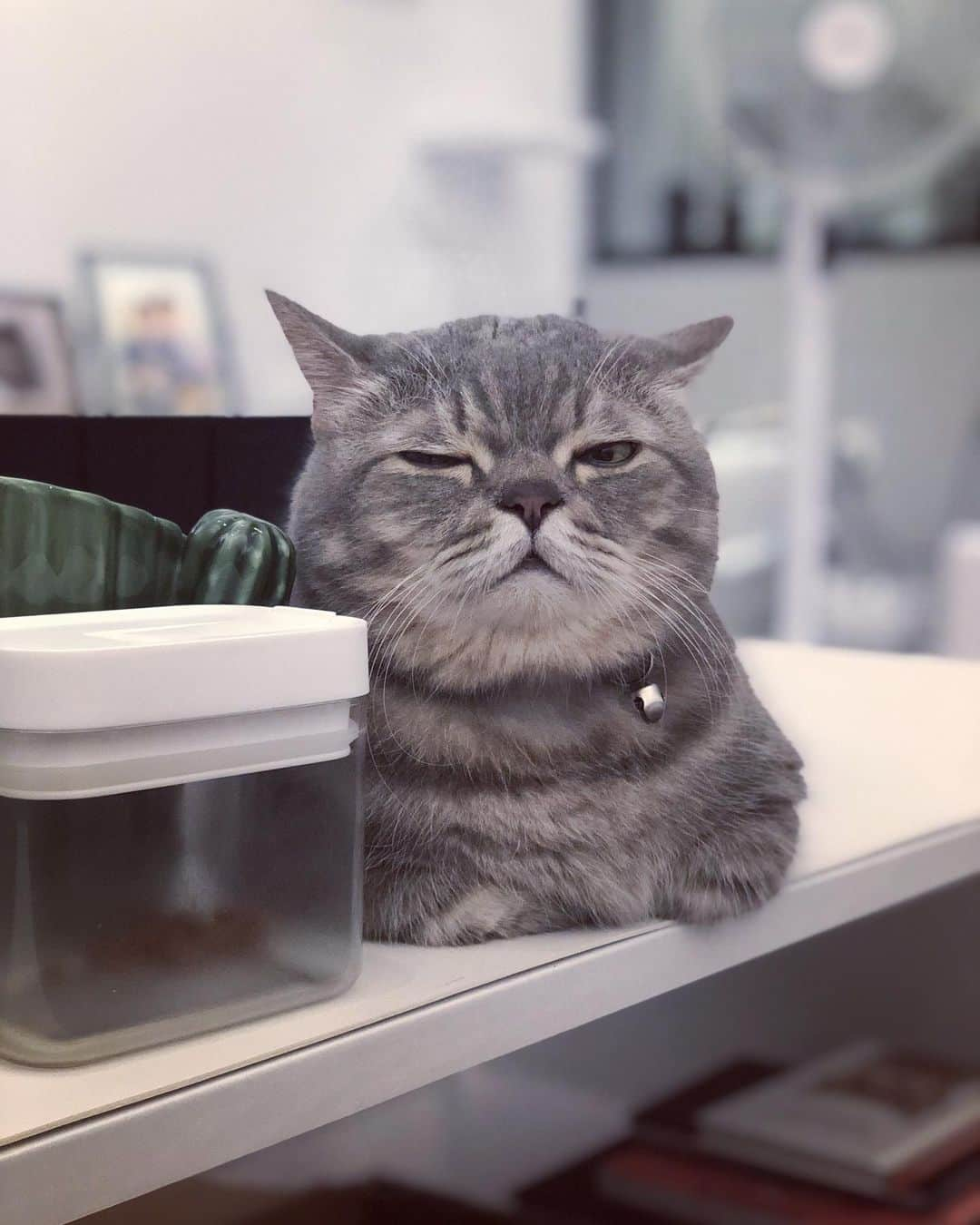 Pancakeさんのインスタグラム写真 - (PancakeInstagram)「current mood 🥱 #cats #munchkincat #マンチカン短足 #まんちかん #猫部 #ねこ部 #猫のいる暮らし」7月20日 0時46分 - nugget_pancake