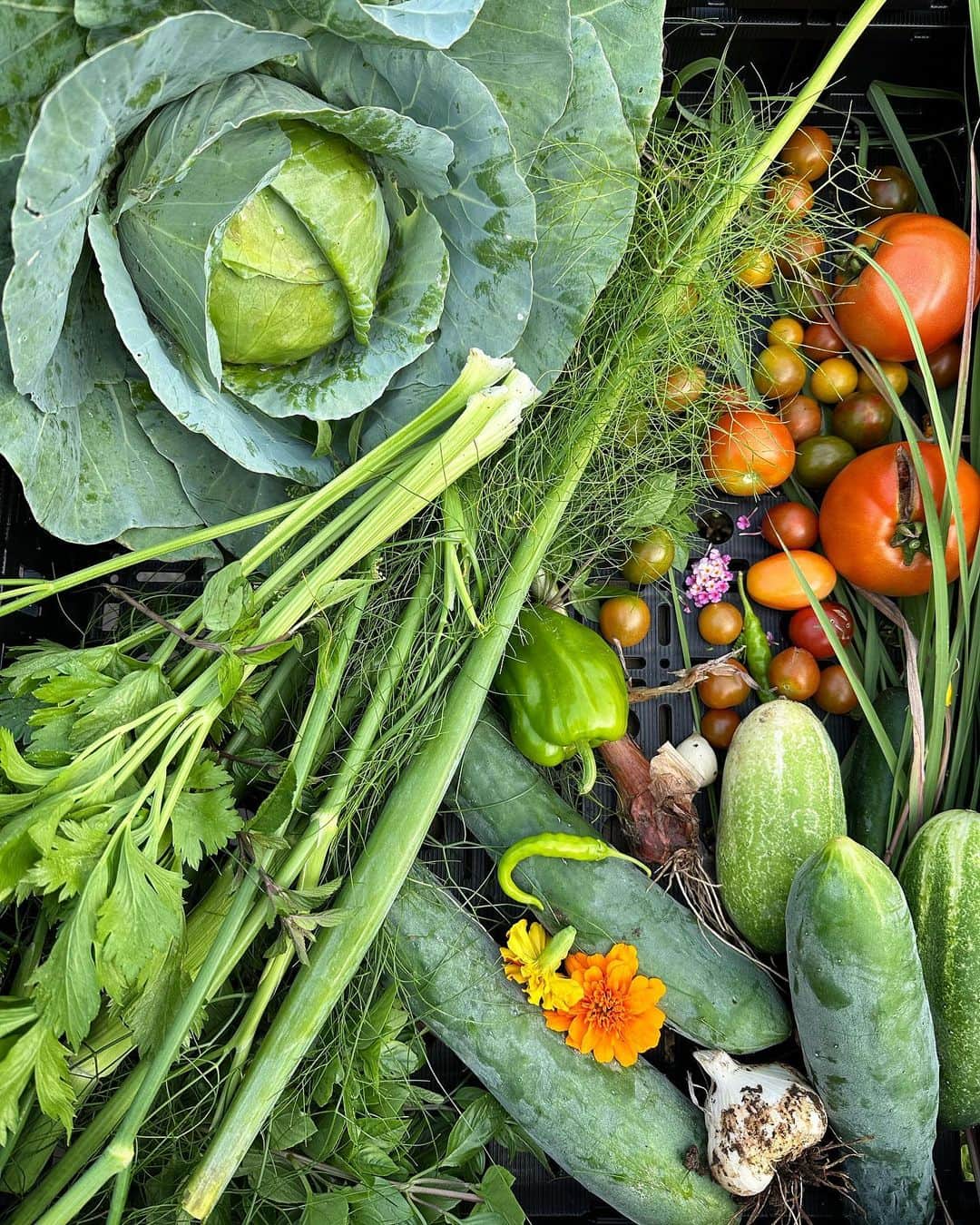 ザックポーゼンのインスタグラム：「Just in time. 🧑🏼‍🌾🍅🥬🥒🥕🧄🫑🌶️🍆🥗 #homesweethome」