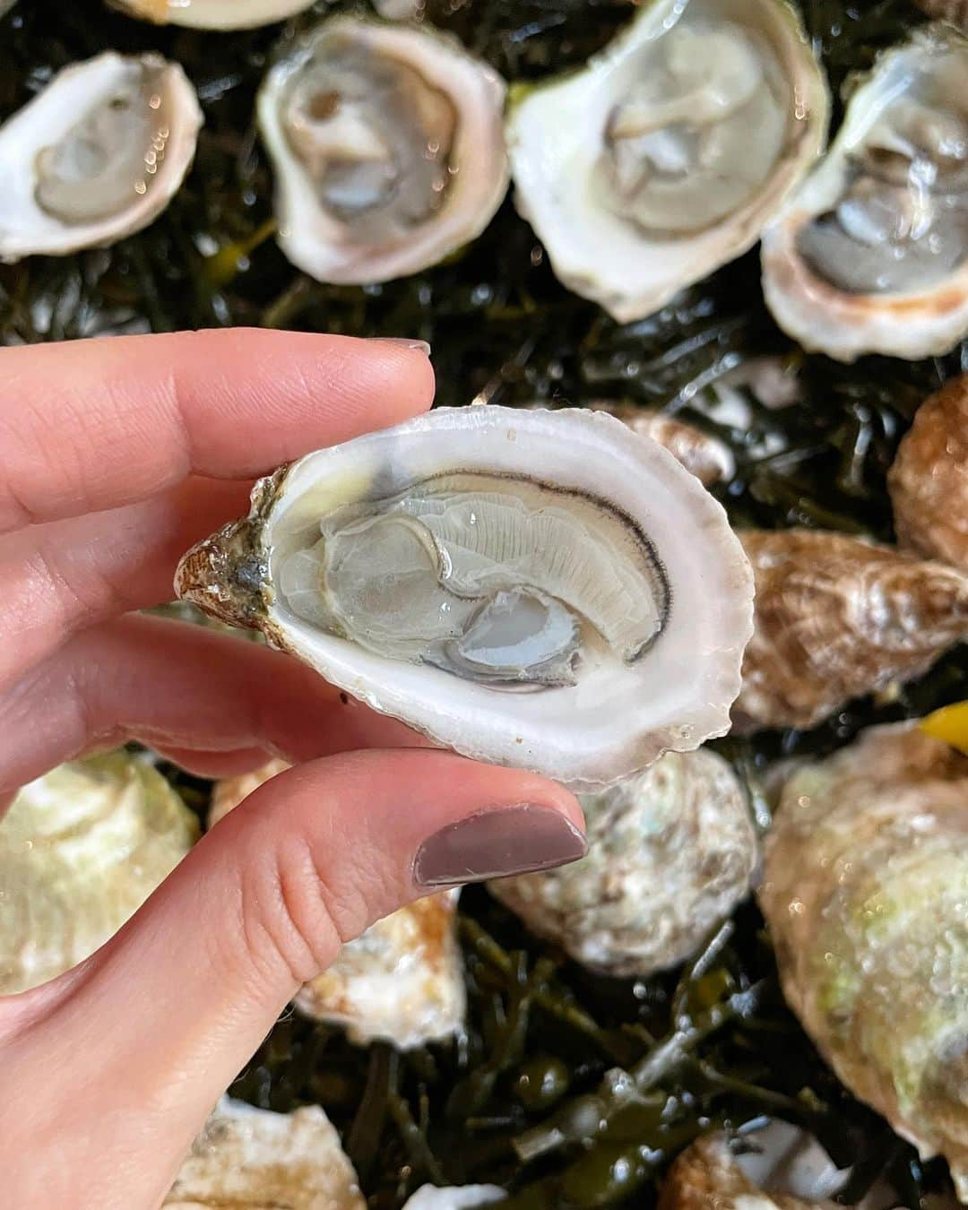 サマンサ・グラドヴィルさんのインスタグラム写真 - (サマンサ・グラドヴィルInstagram)「The key to my heart: two dozen oysters with extra mignonette sauce 🦪 ✨ Did you know oysters are the world’s top zinc-rich food? They are also considered one of the top superfoods by nutritionists. Each one is packed with antioxidants, nutrients, and minerals and are an amazing source of protein! Not to mention — they’re a natural aphrodisiac ♥️ Who loves oysters as much as I do? #oysterlover #mermaidvibes」7月20日 0時51分 - samgradoville