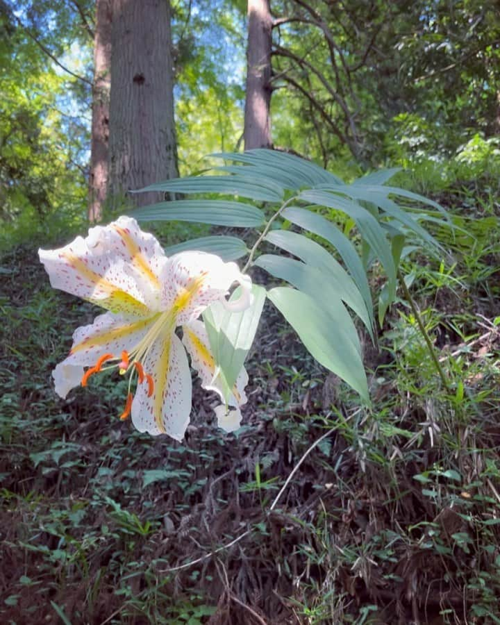 下條ユリのインスタグラム：「日本の夏の旅　 Traveling through summer in Japan for a month. Pilgrimages to my ancestral roots, meeting elders who knew my family. A lot to learn, feel, process, make sense, and more mysteries.  Phonetically, Yuri means flower lily in Japanese. A gigantic wild lily nodded and welcomed me home.   7月いっぱい旅をしています。(と言ってもどこにいても旅、の様な人生なのだけどね)   ご先祖様がいた場所を巡り、両親を知る方々に会い、お話しを聞く。いっぱい学んで感じて整理して腑に落ちてさらに謎が謎を呼ぶ。はあはあ。  大輪の野ゆりが一輪「おかえり」とうなずき迎えてくれました。」