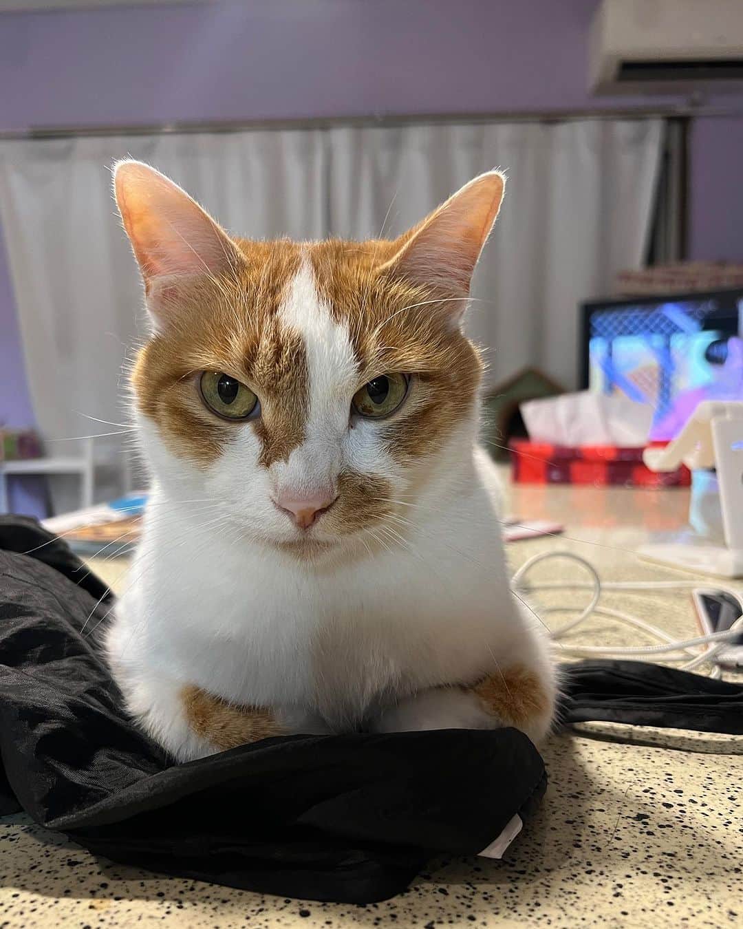 Kachimo Yoshimatsuさんのインスタグラム写真 - (Kachimo YoshimatsuInstagram)「こちょこちょ  #うちの猫ら #猫 #ねこ #oinari #ニャンスタグラム #にゃんすたぐらむ #ねこのきもち #cat #ネコ #catstagram #ネコ部 http://kachimo.exblog.jp」7月20日 1時32分 - kachimo