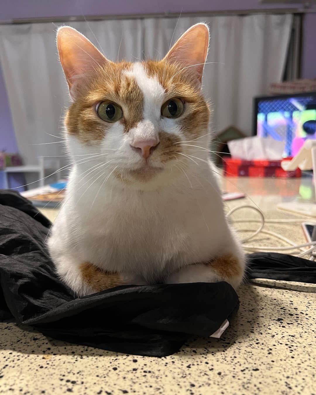 Kachimo Yoshimatsuさんのインスタグラム写真 - (Kachimo YoshimatsuInstagram)「こちょこちょ  #うちの猫ら #猫 #ねこ #oinari #ニャンスタグラム #にゃんすたぐらむ #ねこのきもち #cat #ネコ #catstagram #ネコ部 http://kachimo.exblog.jp」7月20日 1時32分 - kachimo