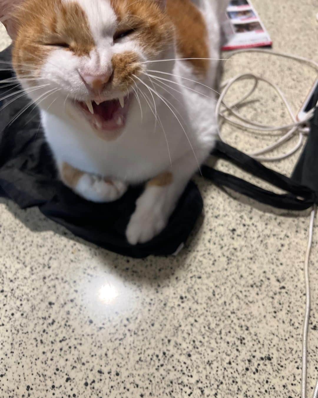 Kachimo Yoshimatsuさんのインスタグラム写真 - (Kachimo YoshimatsuInstagram)「こちょこちょ  #うちの猫ら #猫 #ねこ #oinari #ニャンスタグラム #にゃんすたぐらむ #ねこのきもち #cat #ネコ #catstagram #ネコ部 http://kachimo.exblog.jp」7月20日 1時32分 - kachimo