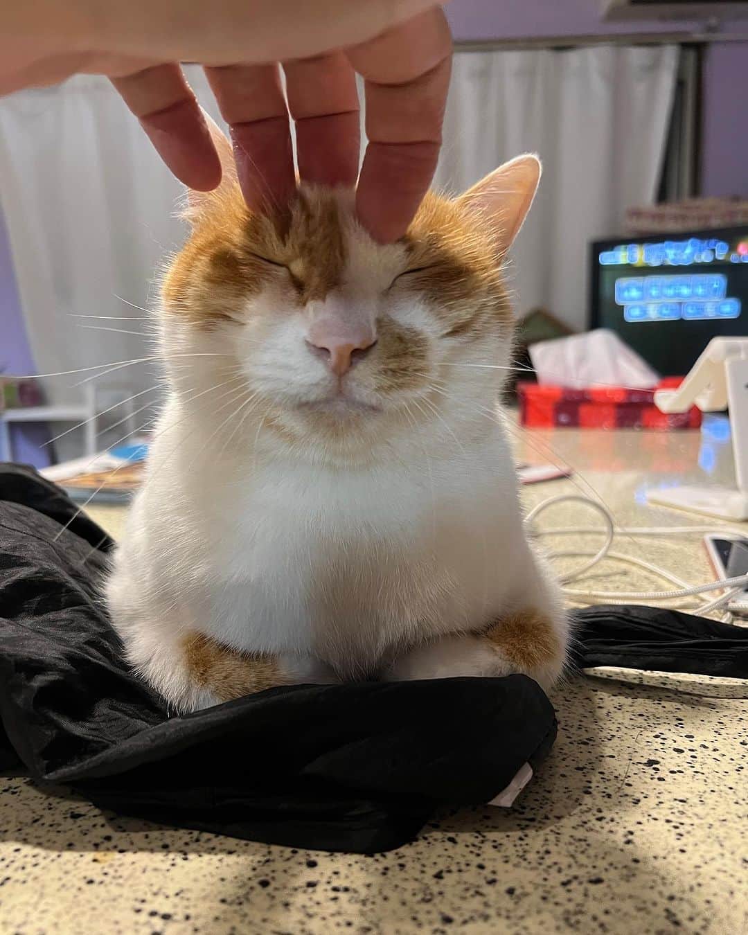 Kachimo Yoshimatsuさんのインスタグラム写真 - (Kachimo YoshimatsuInstagram)「こちょこちょ  #うちの猫ら #猫 #ねこ #oinari #ニャンスタグラム #にゃんすたぐらむ #ねこのきもち #cat #ネコ #catstagram #ネコ部 http://kachimo.exblog.jp」7月20日 1時32分 - kachimo