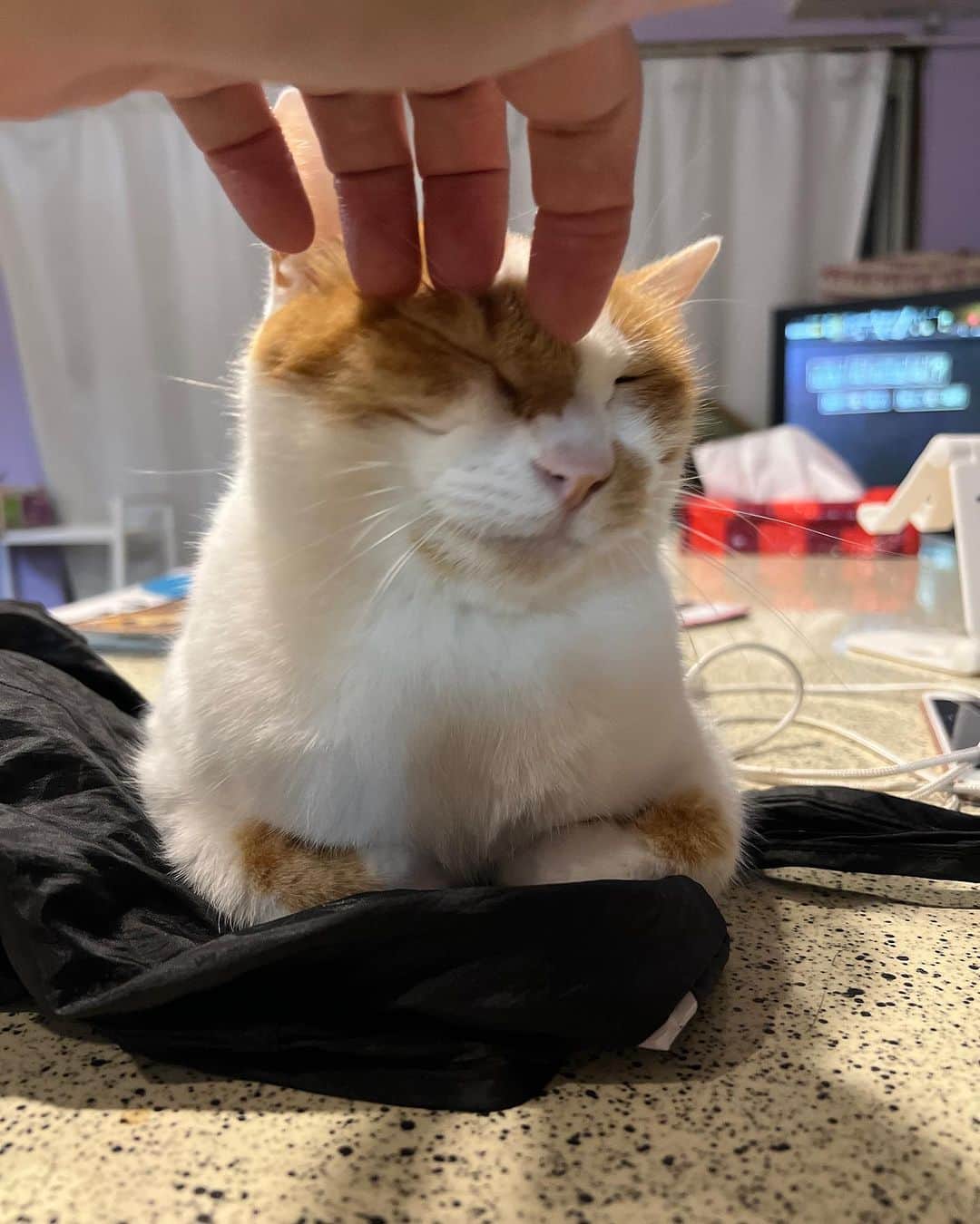 Kachimo Yoshimatsuさんのインスタグラム写真 - (Kachimo YoshimatsuInstagram)「こちょこちょ  #うちの猫ら #猫 #ねこ #oinari #ニャンスタグラム #にゃんすたぐらむ #ねこのきもち #cat #ネコ #catstagram #ネコ部 http://kachimo.exblog.jp」7月20日 1時32分 - kachimo