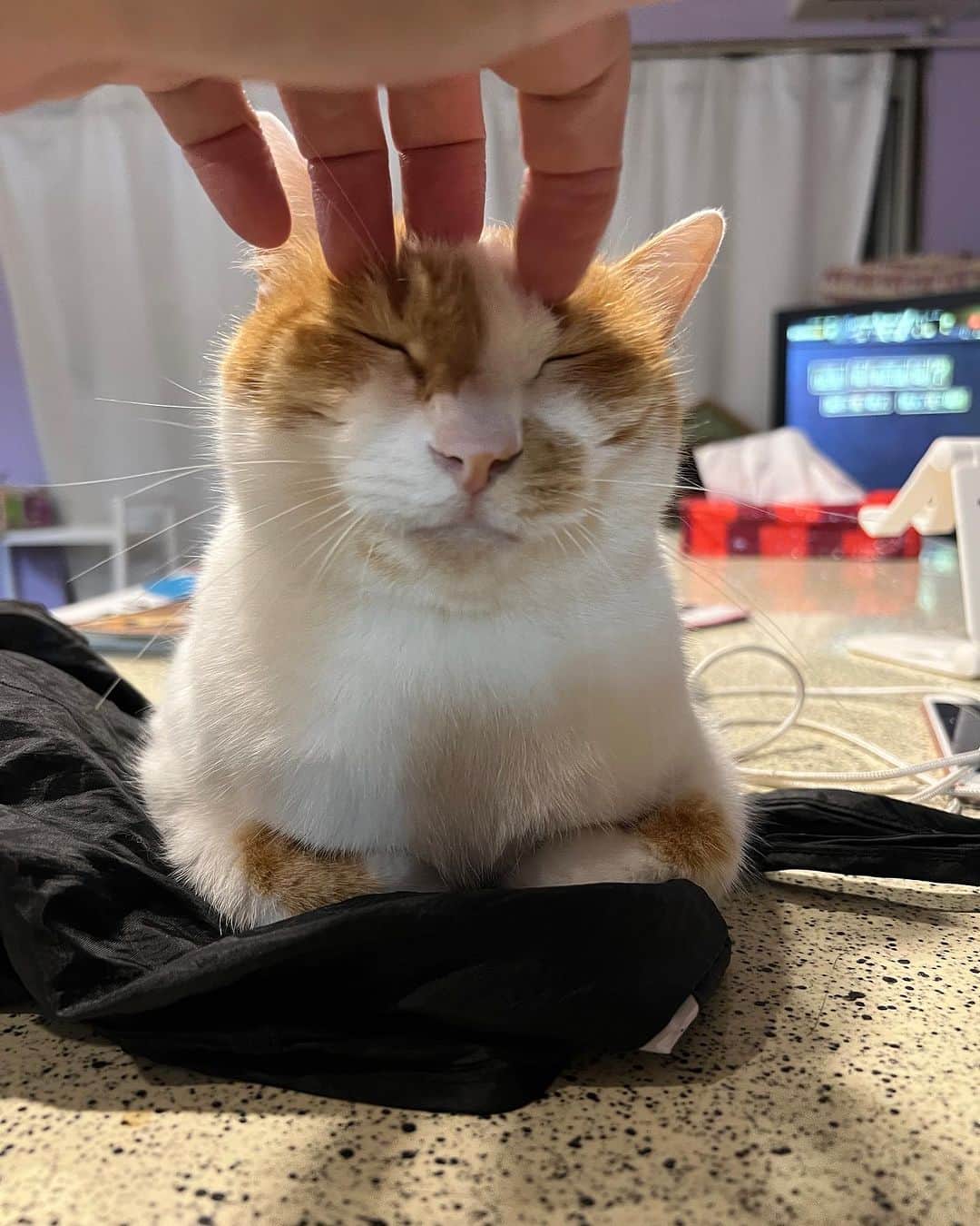 Kachimo Yoshimatsuのインスタグラム：「こちょこちょ  #うちの猫ら #猫 #ねこ #oinari #ニャンスタグラム #にゃんすたぐらむ #ねこのきもち #cat #ネコ #catstagram #ネコ部 http://kachimo.exblog.jp」