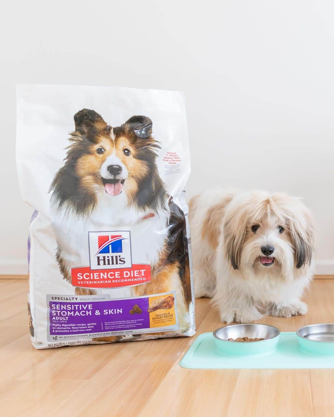 Loki the Corgiさんのインスタグラム写真 - (Loki the CorgiInstagram)「[#HillsPartner] Finding the right food to suit your dog's needs can be hard, but @HillsPet Nutrition and their Science Diet recipes make it easy! Bear's joint health is getting increasingly important as he gets older, which is why we feed him Hill's Science Diet Healthy Mobility. The taste keeps him happy, while the nutrition keeps his joints healthy! Momo, on the other hand, has a sensitive tummy, so we feed him Hill's Science Diet Sensitive Stomach & Skin. He's doing really well on it, plus he loves the taste! Click the link in our bio to learn more! #ad」7月20日 2時23分 - lokistagram