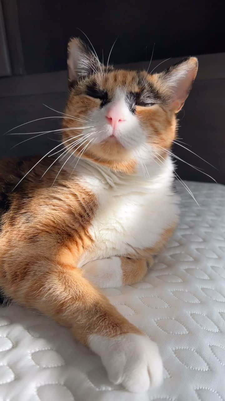 リリーのインスタグラム：「Taking in the sunshine ☀️  #fyp #catsofinstagram #crazyeyes #calico #calicocats #sun #hunpday #summertime」