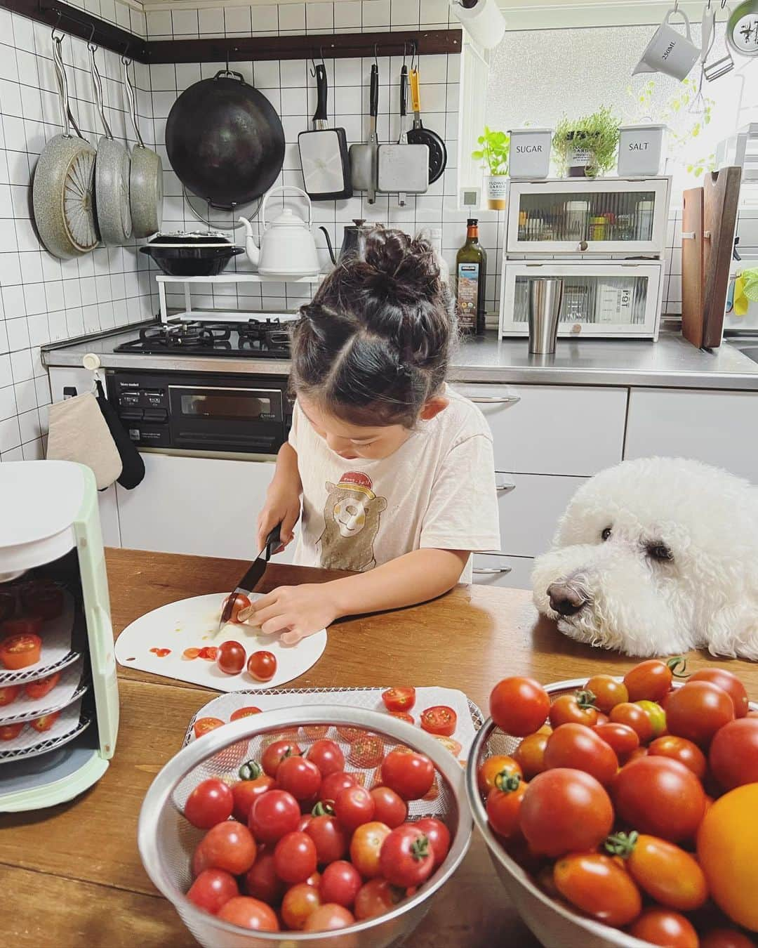 たまねぎのインスタグラム：「. . まめちゃんファーム(まめむぎパパの畑)の トマトでドライトマト作り🍅  まめちゃんがひとりで全部、トマトを切ってくれたよ💕  育てて 作って 食べて そして誰かに食べてもらって  孫と一緒に、いろんな楽しみと喜びを感じれる幸せ  よきよき(*´꒳`*)はっびー  #standardpoodle #スタンダードプードル #poodle #いぬのいる生活 #大型犬 #犬と暮らす #いぬなしでは生きていけません  #フランソワ王国出身  #大型犬との暮らし #大型犬と子ども #家庭菜園 #ミニトマト #ドライトマト」