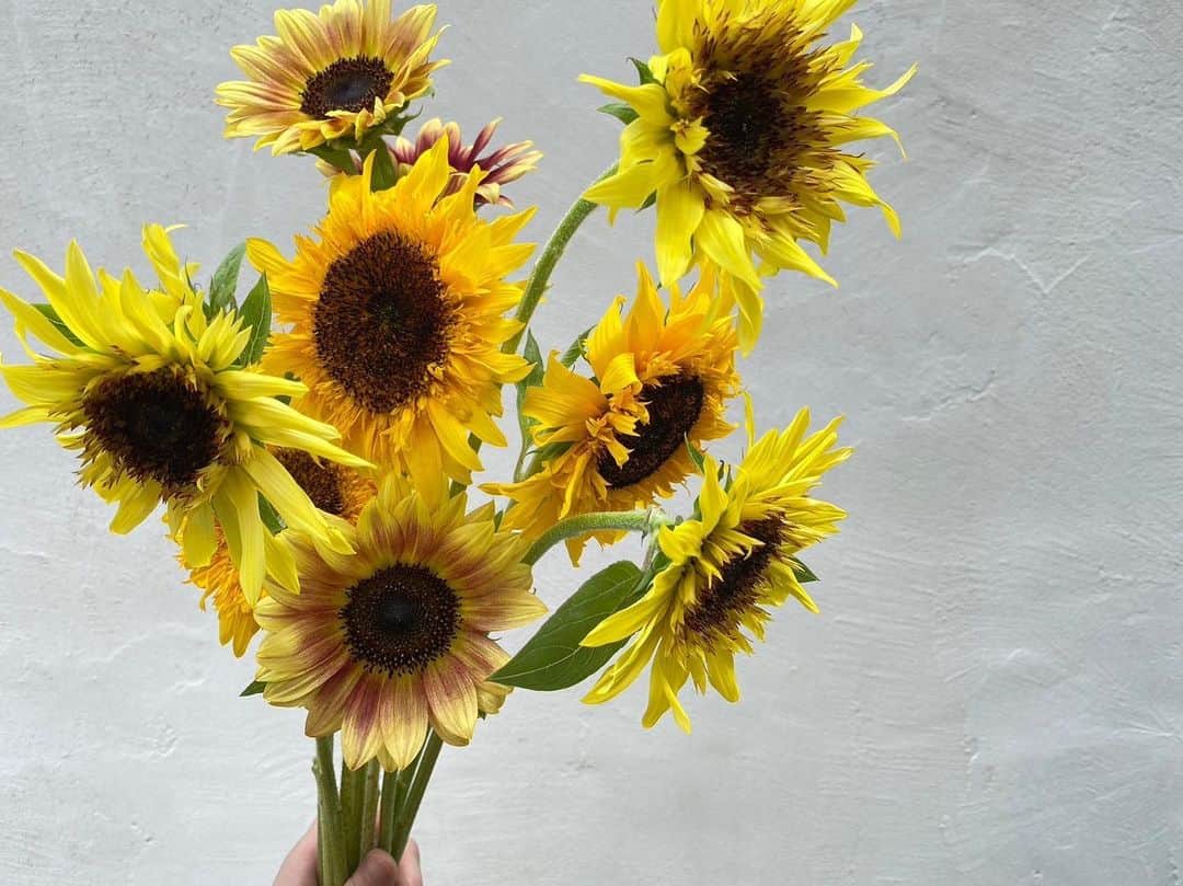 前田有紀のインスタグラム：「今年の夏も、ひまわりだけを束ねたsun flower buquet!!をgui でお届けスタートしました🌻 最近、咲き方や色合いが綺麗でいろんな表情を見せてくれるひまわり。 花言葉には「あなただけを見つめる」「憧れ」「光輝」など、ポジティブになれる意味を持つものが多く、プレゼントにも喜んでもらえそうです。 ご予約受付は　@gui.flower まで。  そういえば、今年は庭にもひまわり植えたけど、全然伸びてきてないな、、、」