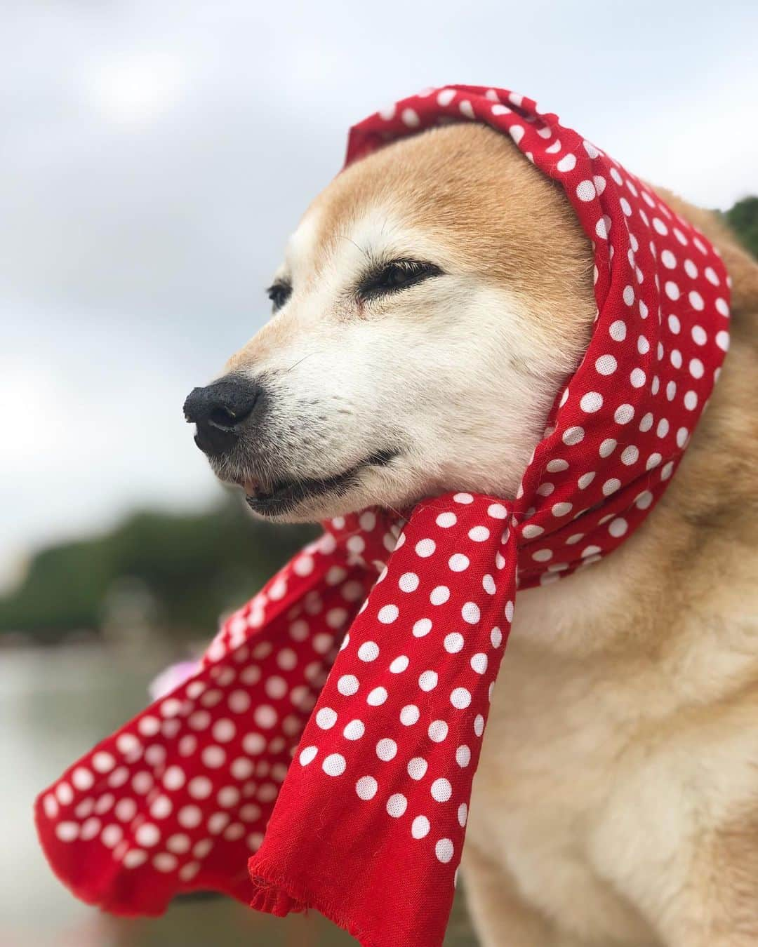 くるみのインスタグラム：「今朝は上野公園にお散歩 くーさんのお散歩嫌いは相変わらず…  . . #ドナドナ #柴犬くるみ」