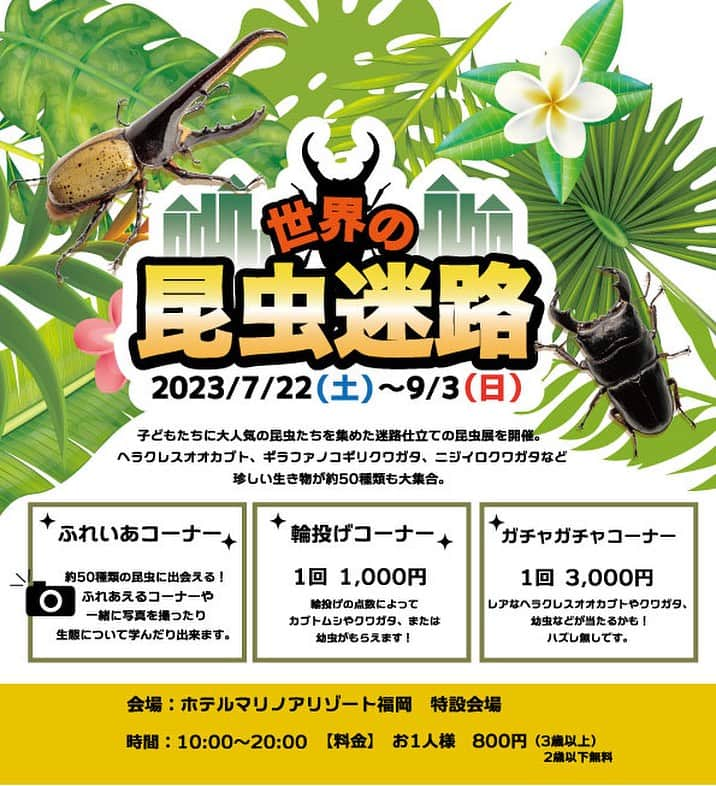 【公式】ホテルマリノアリゾート福岡のインスタグラム：「夏満喫！大人気「迷路型昆虫展」ヘラクレスやギラファもやってくる！🪲 ヘラクレスオオカブトが当たるかも！😀  ヘラクレスオオカブト・ギラファノコギリクワガタをはじめ約５０種類以上の世界の「昆虫たちが勢ぞろい。迷路を楽しみながら、昆虫を学べる！触れ合える！「迷路型昆虫展」開催💡  日時：7月22日～9月3日まで　10:00～20:00 場所：ホテルマリノアリゾート福岡　別棟特設会場 料金：お1人様　800円　2歳以下無料  宿泊のお客様以外でもご利用いただけます。  ▶️宿泊のご予約は公式HPより TEL 092-895-5511 @marinoa_resort_fukuo  #ホテルマリノアリゾート福岡 #マリノアリゾート #リゾートネイル #カブトムシ好きと繋がりたい #昆虫好きな人と繋がりたい #夏の自由研究」