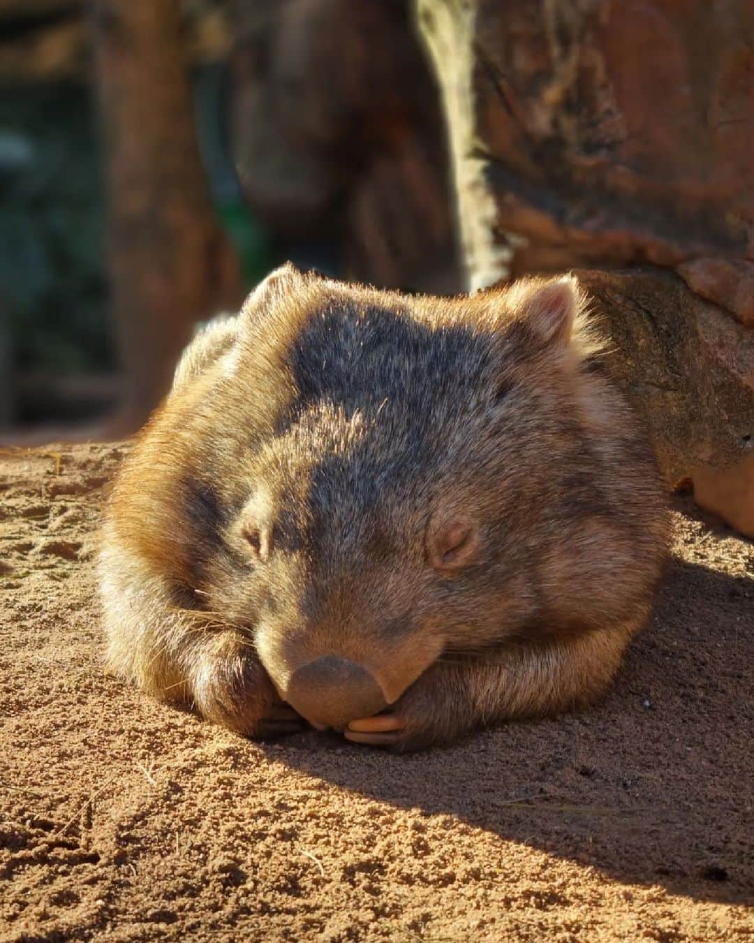 Australiaさんのインスタグラム写真 - (AustraliaInstagram)「When you hit snooze for the third time in a row 😴🤭 @reneehowell18 captured this sleepy boy at @wildlifesydneyzoo in @sydney's #DarlingHarbour. If you're heading to @visitnsw's capital city, make sure to stop by the sanctuary to say g'day to all the #koalas, #kangaroos and #wombats that call it home! 🐨 #seeaustralia #comeandsaygday #ilovesydney #feelnsw」7月20日 5時00分 - australia