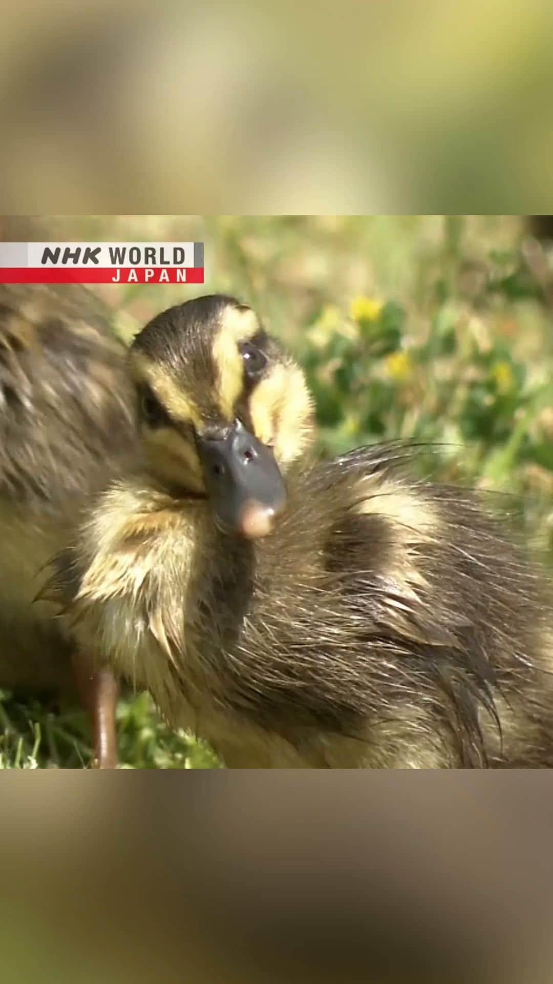 NHK「WORLD-JAPAN」のインスタグラム