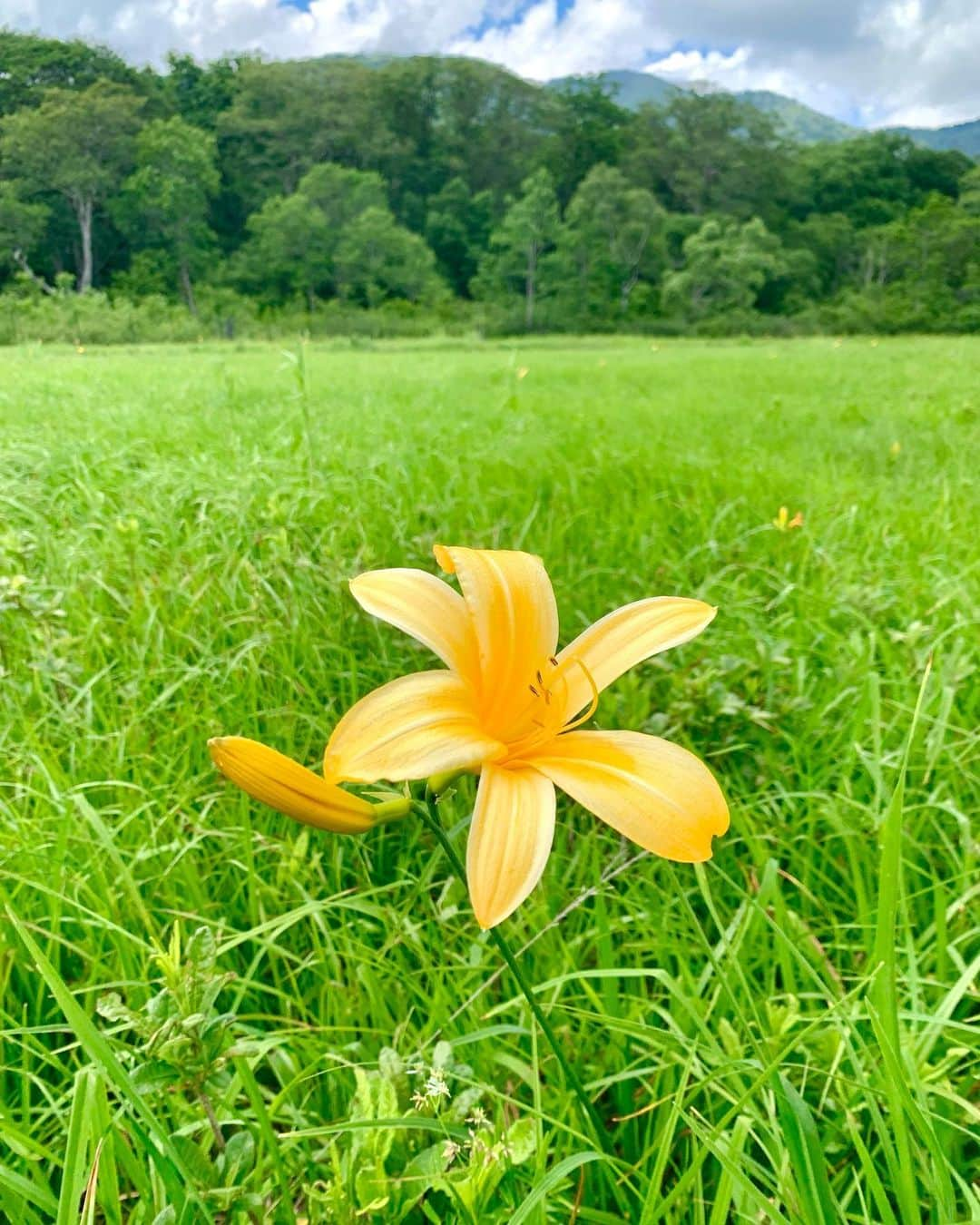 竹田恒泰さんのインスタグラム写真 - (竹田恒泰Instagram)「ニッコウキスゲ　@尾瀬」7月20日 6時26分 - takedatsuneyasu