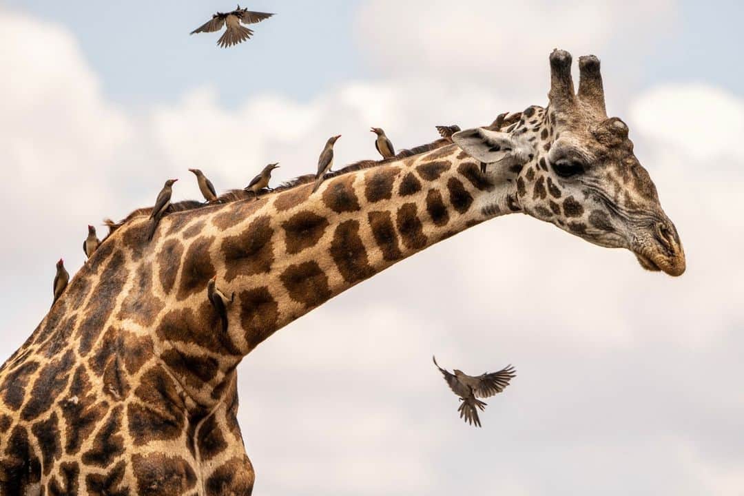 ナショナルジオグラフィックさんのインスタグラム写真 - (ナショナルジオグラフィックInstagram)「Photo by @beverlyjoubert |There’s plenty of perching room at this oxpecker gathering, in Kenya’s Chyulu Hills. An avian entourage of this size can become a nuisance, but giraffes get benefits in exchange for their tolerance. The birds offer a grooming service that helps to keep ticks and other pesky parasites under control. They’ve also been observed using their sharp beaks for some dental cleaning, picking out bits of food from the giraffes' teeth. Everywhere you look in the natural world, there are fascinating examples of adaptation and interdependence. To see more of my work, follow me @beverlyjoubert.」7月20日 7時00分 - natgeo