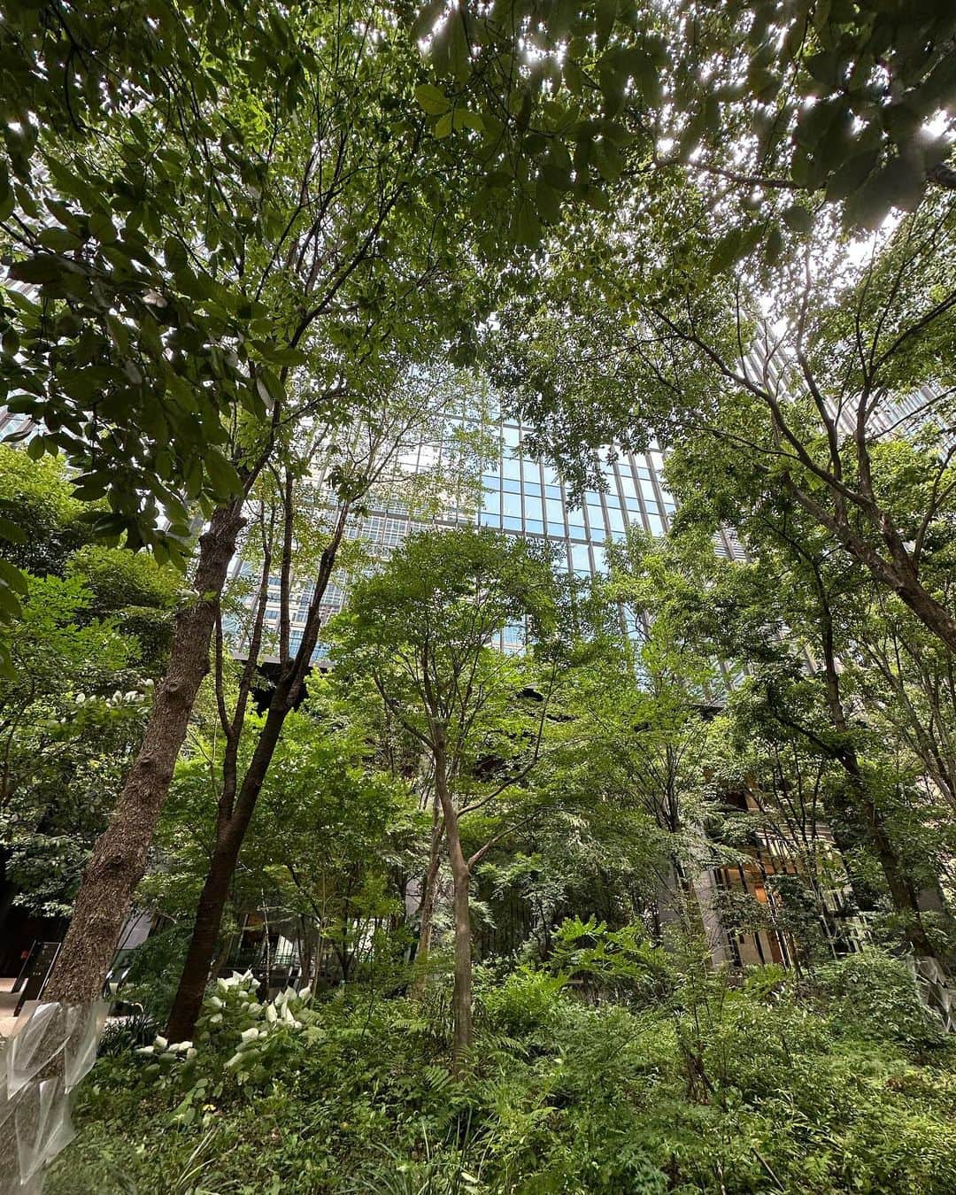 大桃美代子さんのインスタグラム写真 - (大桃美代子Instagram)「東京のど真ん中に森があったとは。。。  この緑はどこだと思います？  「OOTEMORI（オーテモリ）」。  @ootemachi_forest  大手町駅直結！  大手町が、これほど緑がある場所だと知りませんでした。  大手町タワーB2F/B1Fの商業ゾーンは、  ランチタイムには、大手町OL達で溢れ、  行列に。  食品サンプルがディスプレーされた  わかりやすいお店  おだしうどん　かかやに入ってみました。  夏バテ気味には麺類が食欲を刺激してくれる。  野菜天ぷらざるうどんをオーダー。  エビ天3本に野菜天ぷらたっぷり入った天ぷら。  サクッとした天ぷらと  全粒粉の入った、シコシコ  ツルっとした全粒粉入りの麺が  喉にどんどん入っていく。  美味しい。  お出汁にクリームの進化系うどんも人気で、  お隣席に目移りしたりして。。。  地下から一階に上がると、  巨大な高層ビルに現れる、緑の森。  都会のオアシス、大手町の森。  お屋敷跡の石垣も見えたり、  昔から、ここでが日本を動かしていたのを  実感できます。  感謝です。  次回は、人気メニューの サーモンとアボガドのクリームうどんを食べてみたい。  定番からフュージョンまで。  OOTEMORI活気を感じに行ってみてくださいね。  ランチにおススメスポットです。  #大手町グルメ #大手町の森 #OOTEMORI #大手町ランチ #大手町タワー #オーテモリ」7月20日 7時03分 - miyoko_omomo