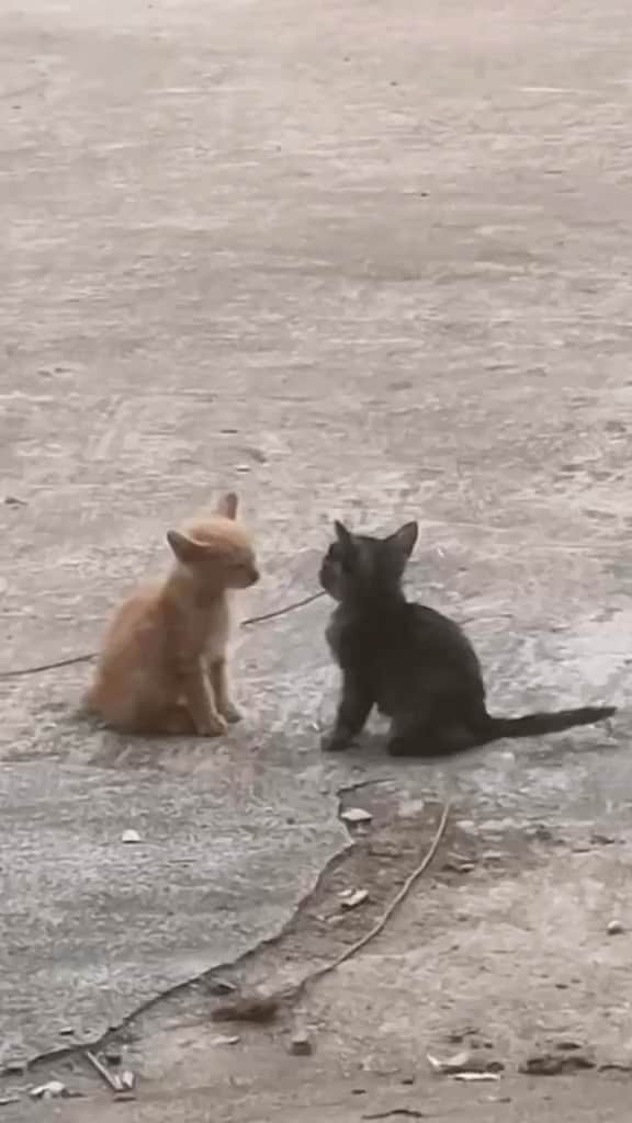 Cute Pets Dogs Catsのインスタグラム：「Which one is female? 😂  Credit: awesome mycatso_cute (tt) Check them out. 😊  For all crediting issues and removals pls DM .  Note: we don’t own this video, all rights go to their respective owners. If owner is not provided, tagged (meaning we couldn’t find who is the owner), pls DM and owner will be tagged shortly after.」