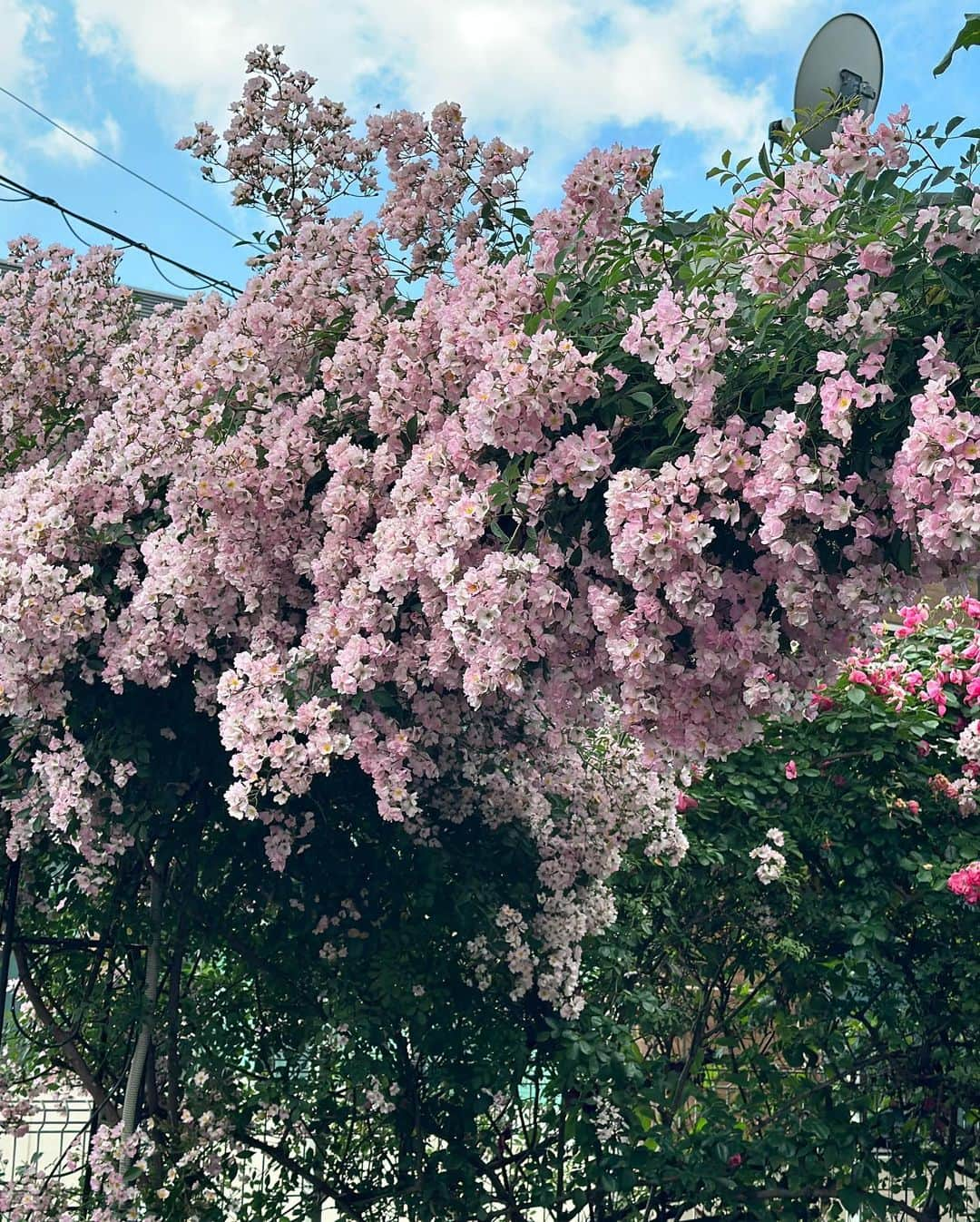 鳳真由さんのインスタグラム写真 - (鳳真由Instagram)「時差投稿です🕒  恒例となりつつある、静岡は大井川への旅へ。 念願のパラグライダー体験まであと一歩のところで 「風の調子が万全じゃない」とのプロの判断により断念。  「愛の不時着」の影響でもないけど、 パラグライダーやりたい！！なんて軽い気持ちで言ってみたものの 七曲を見下ろすスタート地点に立つと高所恐怖症でもないのに ここから駆け降りる勇気は湧いてきませんでした。笑  いいイメトレになったけど、 今でもあの足元に広がる急勾配を思い出すとぶるっとしちゃいます。  その他にも焚き火体験 （私たちが到着した途端に雨降ってきたのでものの5分くらい） や川根茶の新茶を味わったり、 地元の料理人の方々が腕を振るった山小屋料理を堪能したり  これまた絶品の川根大福をいただいたり！  中でも特筆すべきは レタス収穫と、今まで食べた中でもダントツに美味しくて それ以来お蕎麦にハマってしまったくらいの 山の中のお蕎麦やさん。全部のバランスが完璧で、かなり量も多いけど2人でぺろっと食べちゃった。  今回も 最高に可愛くていつでも元気をくれる 十碧れいやちゃん @reiya_toa  と 大笑いしつつ たべまくりつつ 楽しんだ大井川でした💛  ご縁に感謝です！！  #十碧れいや　さん  #静岡 #大井川」7月20日 13時39分 - ootorispecialpanic