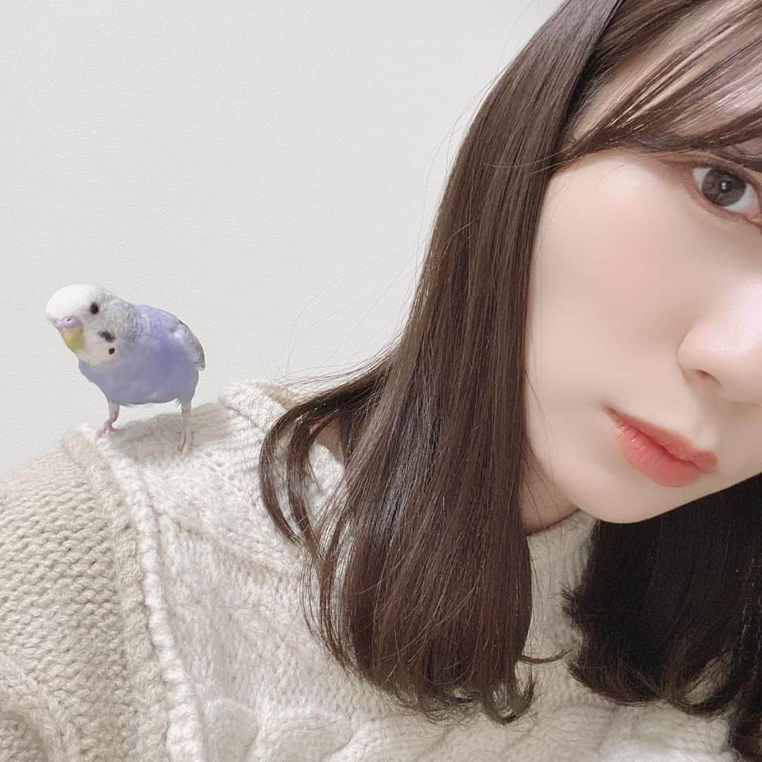 江嶋綾恵梨さんのインスタグラム写真 - (江嶋綾恵梨Instagram)「\ HAPPY BIRTHDAY🦜🍰 / ⁡ おもちくん、3歳になりました𓅫iii 人間だと33歳らしい… これからおもちパイセンって呼ばなきゃ🥹笑 ⁡ 今年は、以前と同じ物だけどカゴを新しくして 少しだけお部屋の中を模様替えしてみました🎁 居心地良いお部屋になってたら良いなッ ⁡ 特に今まで大きな病気もなく 元気にすくすく育ってくれて一安心💐 ⁡ これからも食いしん坊で無邪気なおもちくんのままで…☺︎ ⁡ 最後に、ペットショップでおもちと出逢って 一目惚れした時の動画をぺタリ𓉞 (動画なのに、静止画のような落ち着き😂) ⁡ #誕生日 #誕生日プレゼント #セキセイインコ #セキセイインコ部 #セキセイインコのいる暮らし #インコ #インコスタグラム」7月20日 8時31分 - aeringoooo