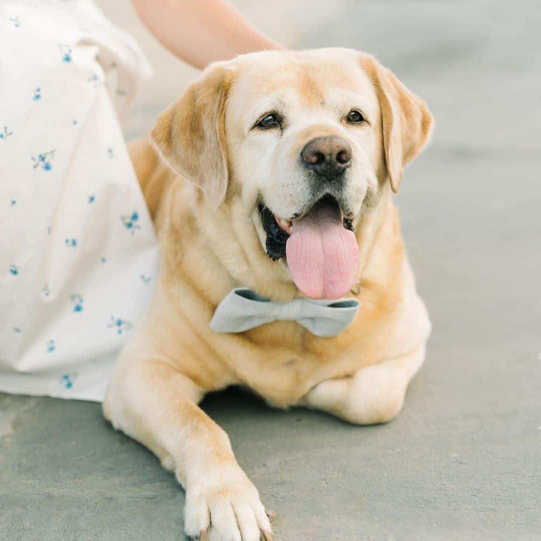 Huckのインスタグラム：「All smiles today since the vet said I’m in REMISSION! 🤍🤍🤍  Huck was diagnosed with lymphoma on 7/5/23. He wasn’t acting like himself the prior weekend and went to our vet Monday 7/3, but didn’t see any improvement. He spent Wednesday night at the ER vet where he received the start of his treatment and the best care.   After meeting with the oncologist, Huck was a good candidate for chemo and he started his 25 week CHOP protocol on 7/12.   So happy to hear he is already in remission and acting like his old self.  Treatment will continue throughout the next 5 months and hoping he stays in remission for as as long as possible. Please keep sending pawsitive vibes and healing thoughts to our sweet Huck! 💙  #talesofalab #yellowlabsquad #labs_of_instagram #fab_labs_ #labradorretriever #thelablove_feature #labsofinsta #worldofmylab #labs_of_insta #houseoflabradors #englishlab #fuckcancer #yellowlabnamedhuck #crewlala」