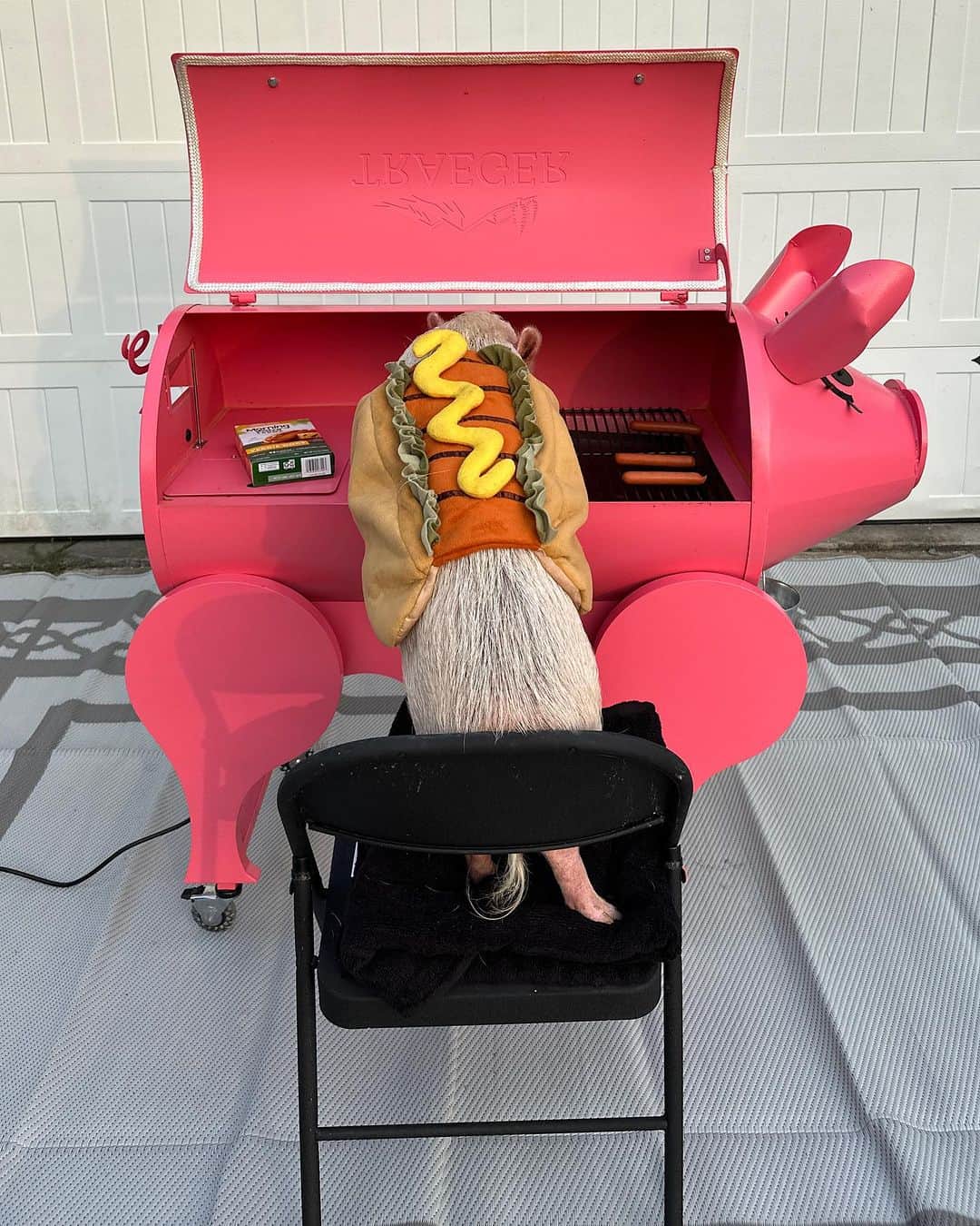 Priscilla and Poppletonさんのインスタグラム写真 - (Priscilla and PoppletonInstagram)「It’s #NationalHotDogDay, and let’s be frank…This is the only acceptable way for a pig to be a hot dog! Penn is grilling us up some VEGGIE dogs. The next time you want a hot dog, piggy please consider giving them a try. They are really quite tasty and your animals friends will thank you.🐷🌱🌭 #friendsnotfood #veggiedog #MorningStar #PiggyPenn #PrissyandPop」7月20日 9時17分 - prissy_pig