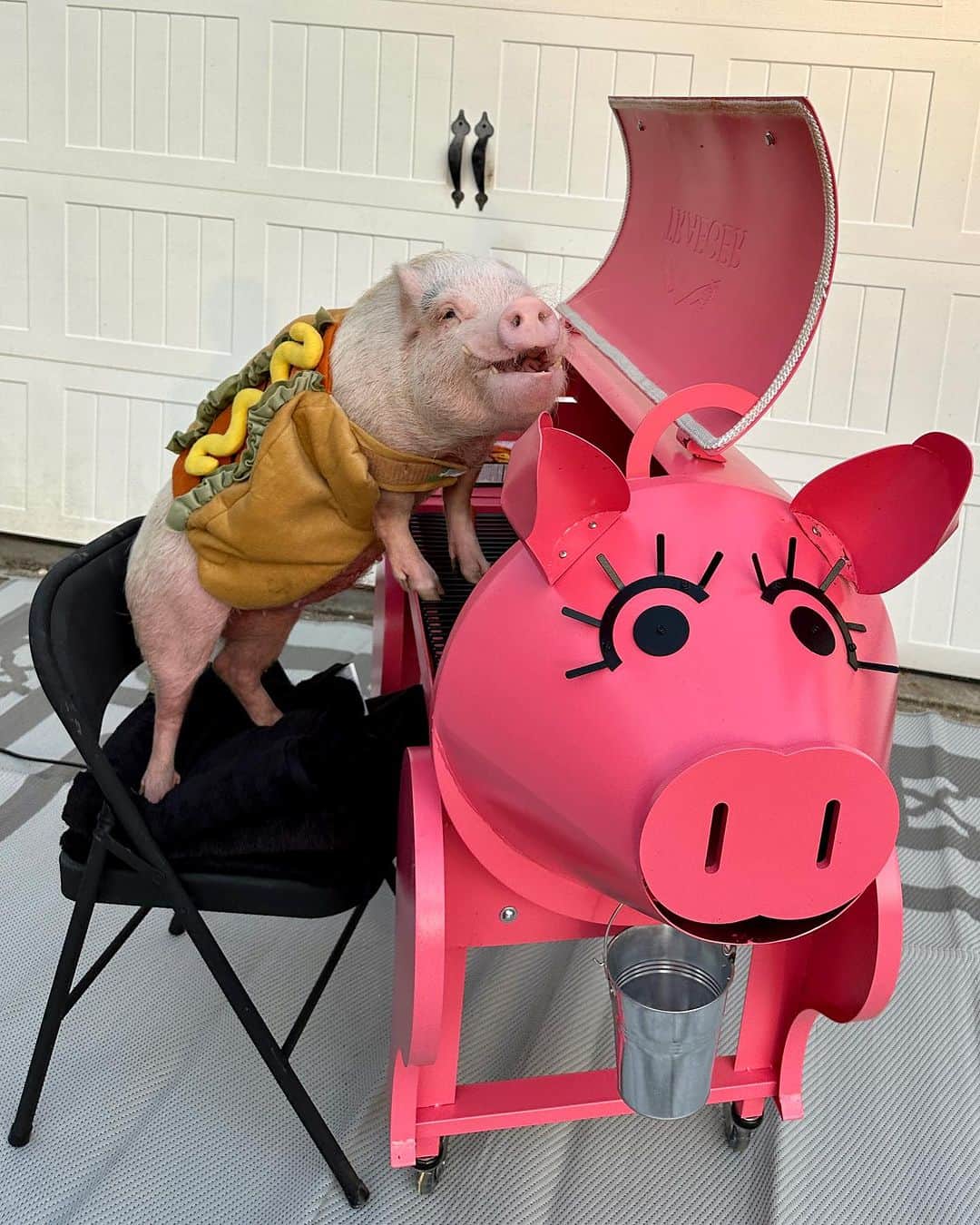 Priscilla and Poppletonさんのインスタグラム写真 - (Priscilla and PoppletonInstagram)「It’s #NationalHotDogDay, and let’s be frank…This is the only acceptable way for a pig to be a hot dog! Penn is grilling us up some VEGGIE dogs. The next time you want a hot dog, piggy please consider giving them a try. They are really quite tasty and your animals friends will thank you.🐷🌱🌭 #friendsnotfood #veggiedog #MorningStar #PiggyPenn #PrissyandPop」7月20日 9時17分 - prissy_pig
