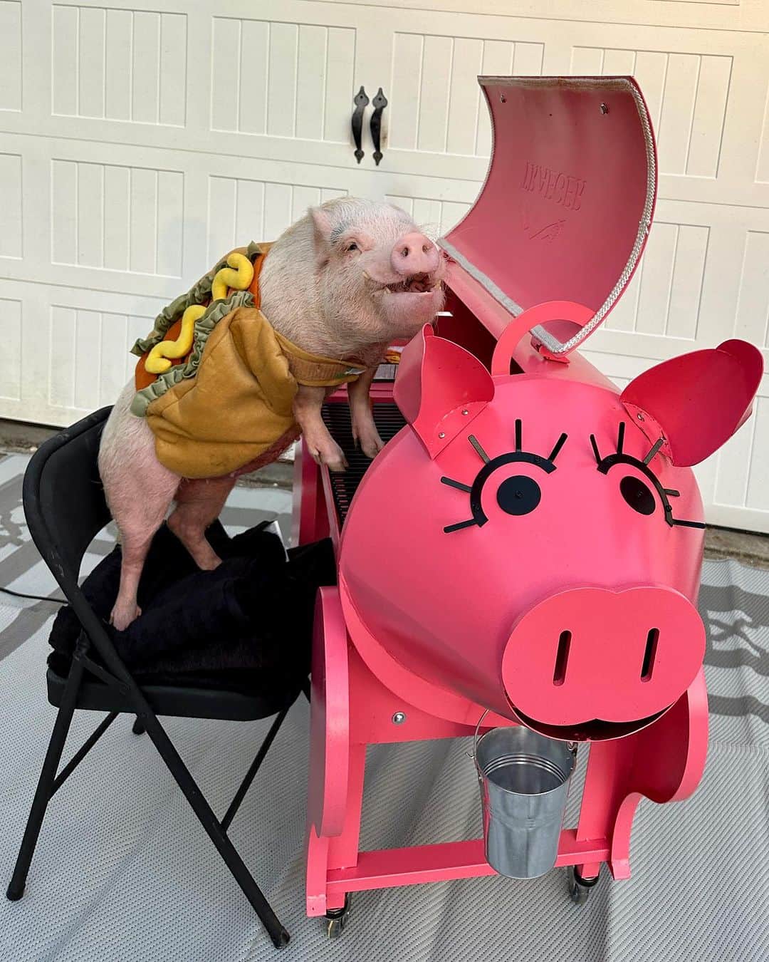 Priscilla and Poppletonのインスタグラム：「It’s #NationalHotDogDay, and let’s be frank…This is the only acceptable way for a pig to be a hot dog! Penn is grilling us up some VEGGIE dogs. The next time you want a hot dog, piggy please consider giving them a try. They are really quite tasty and your animals friends will thank you.🐷🌱🌭 #friendsnotfood #veggiedog #MorningStar #PiggyPenn #PrissyandPop」