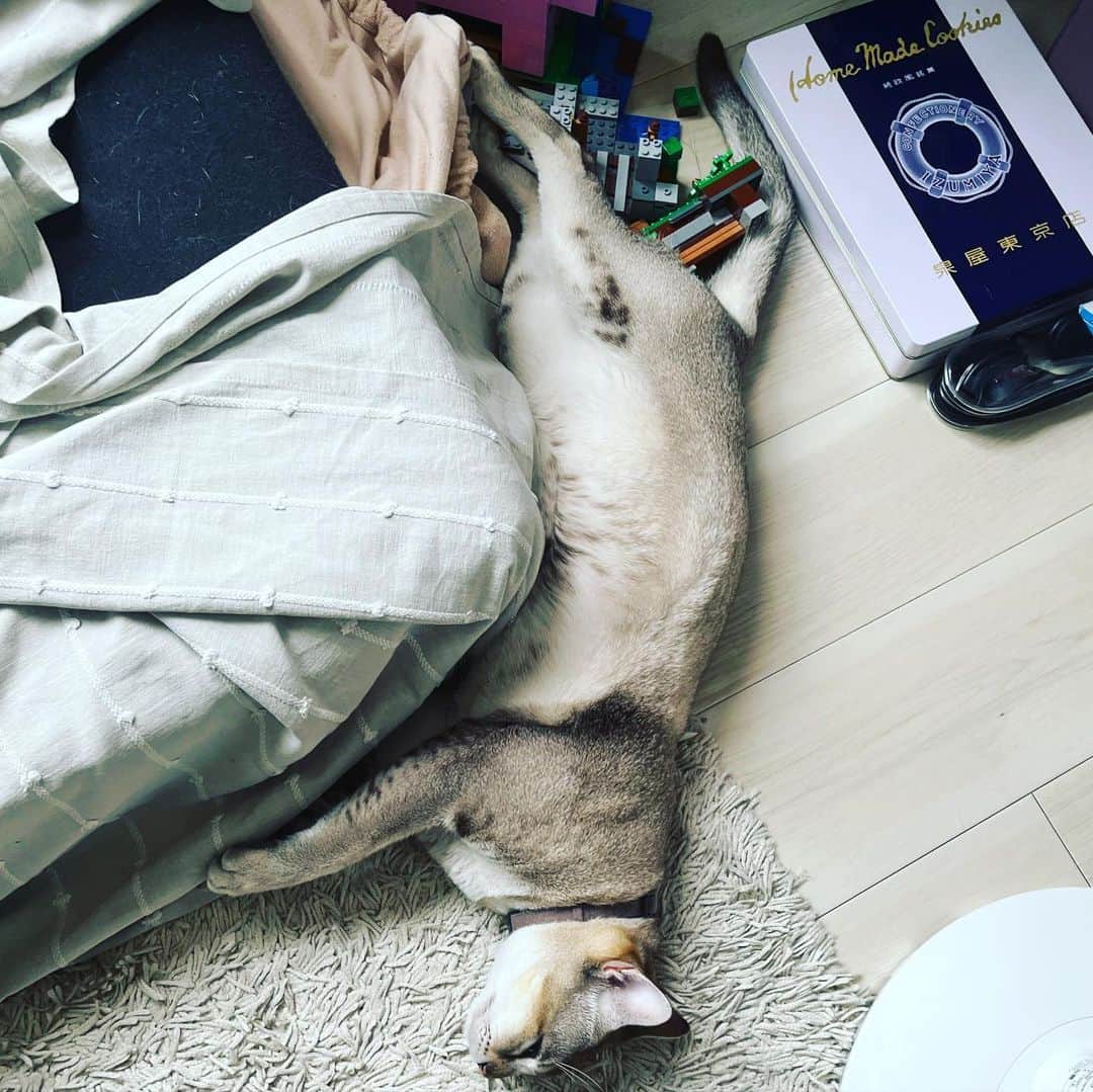 水谷さるころのインスタグラム：「各々お気に入りの場所で伸びる猫ズ。　#おファルにゃん　#おチェルにゃん」