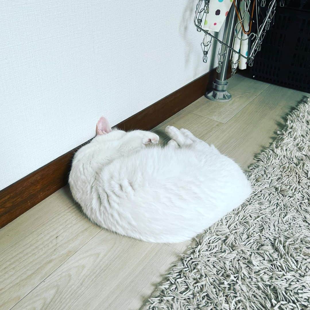 水谷さるころのインスタグラム：「私が洗濯物を畳んでると、近くで寝る猫ズ。#おファルにゃん　#おチェルにゃん」