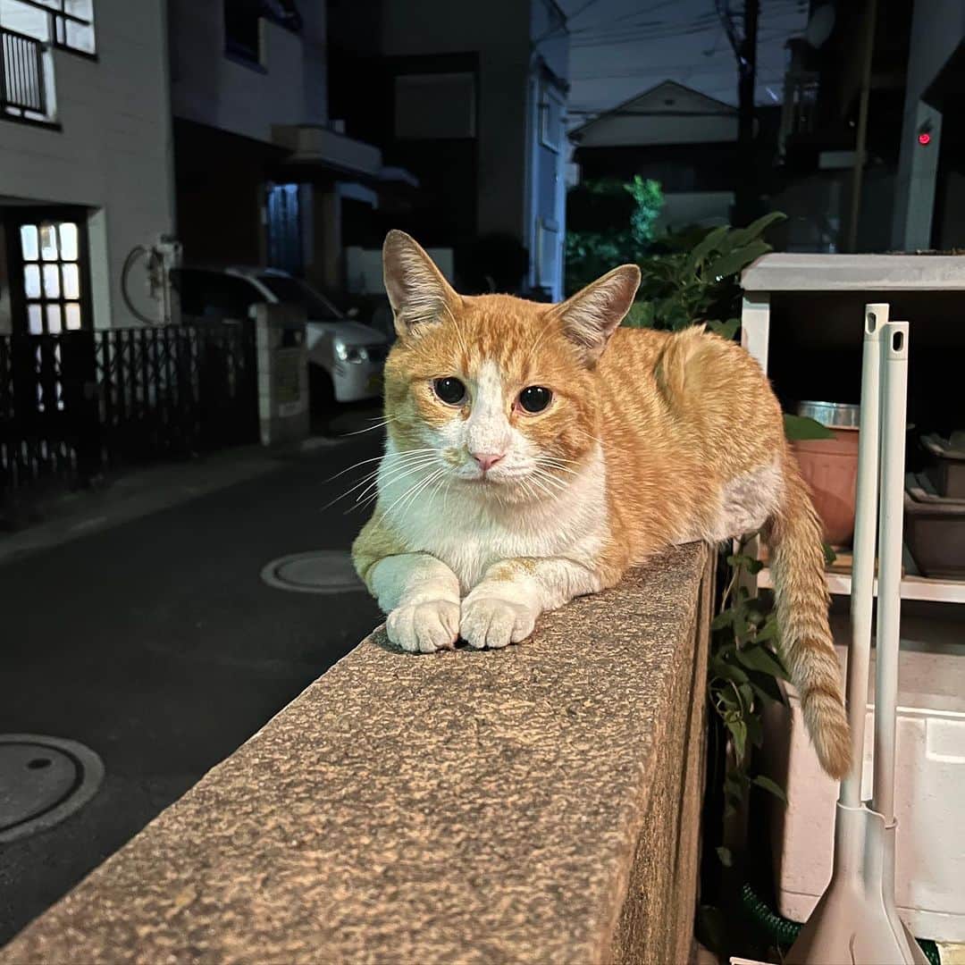 Kachimo Yoshimatsuのインスタグラム：「昨夜、ちゃめし来た｡ ご飯をいっぱい食べて行った。  #うちの猫ら #猫 #chameshi #ねこ #ニャンスタグラム #にゃんすたぐらむ #ねこのきもち #cat #ネコ #catstagram #ネコ部 http://kachimo.exblog.jp」