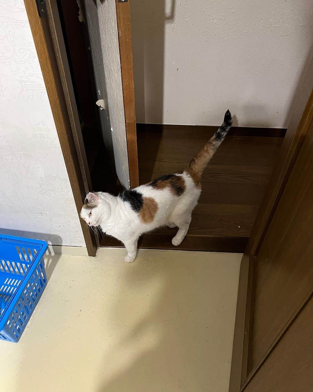 Kachimo Yoshimatsuのインスタグラム：「歯を磨いてる後ろで スリスリしてる。  足にもやって〜！  5年間この距離縮まらず。  濃厚接触しようよ〜！  #うちの猫ら #猫 #ねこ #mikeko #ニャンスタグラム #にゃんすたぐらむ #ねこのきもち #cat #ネコ #catstagram #ネコ部 http://kachimo.exblog.jp」