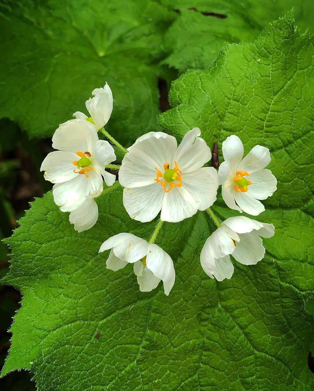 BOTANIST Chineseさんのインスタグラム写真 - (BOTANIST ChineseInstagram)「被雨淋濕後就會變透明的花朵『骨碎補』💐 由於白色的花瓣在雨水或露水的濕潤下會變得透明，因此也被稱為“骸骨花”。  花瓣顏色的變化需要各種自然條件，且花期僅約一週，因其稀有性，許多徒步旅行者都帶著相機去拍攝其群生地。  其中一個骨碎補的群生地就在長野縣北安曇郡的 #栂池自然園。 它是位於新潟、富山、長野、岐阜四縣的中部山岳國立公園內，日本數一數二的高山濕地，由白馬乗鞍岳的火山活動造就。 這片廣大的濕地內，四季都被各種高山植物點綴。  同園不僅有野生草本植物，還可以從海拔1,900米處欣賞絕美的風景。公園內的步道被整備得很好，非常適合漫步。 在這種高山特有的涼爽氣候下，享受大自然的壯觀景象，您一定要親自去看看♪  感謝您的分享：@sasa.oz3  #BOTANIST #botanicalbeauty」7月20日 10時09分 - botanist_chinese