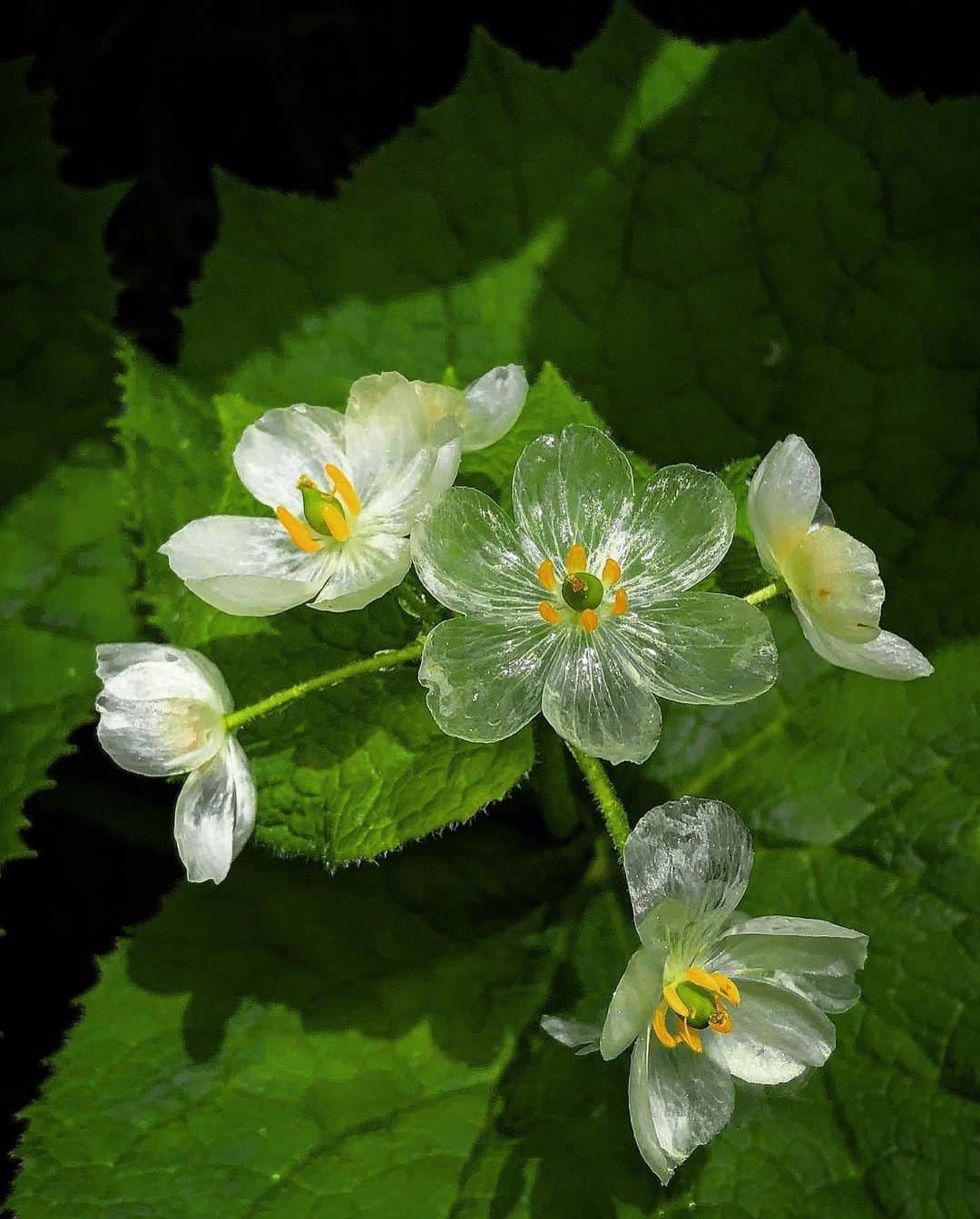 BOTANIST Chineseのインスタグラム