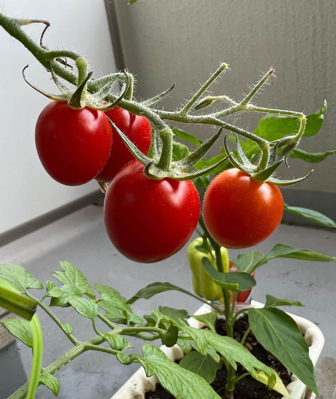 HBC北海道放送アナウンス部さんのインスタグラム写真 - (HBC北海道放送アナウンス部Instagram)「佐藤彩です！ (@hbc_ayasato )  我が家のベランダ菜園🍅 実り始めました🤗  バジルは育て始めたのが遅くて小さいですが まだまだこれから🌱  ミニトマトとバジルがたくさん収穫できたら そのうちカプレーゼを作りたいです🍅  #ベランダ菜園 #家庭菜園 #プランター菜園 #ミニトマト #バジル」7月20日 11時55分 - hbc_announcer