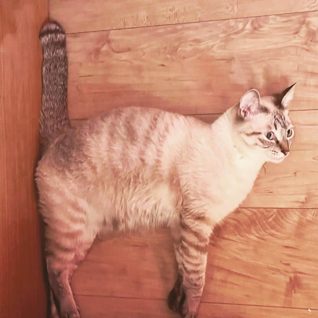田中要次のインスタグラム：「グリのだまし絵2 #猫Guri #Bo_nyans #猫のいる暮らし」