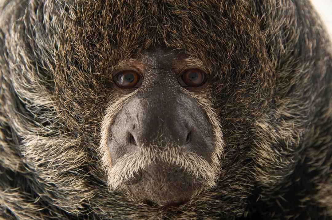 Joel Sartoreさんのインスタグラム写真 - (Joel SartoreInstagram)「If disturbed, the Miller’s saki monkey puffs up its coarse fur like a hood, making it appear much larger than it actually is. Scientists know little about this species; although it vocalizes in grunts, chirps, and whistles, it can be silent when sneaking away from researchers. Photo taken at Cafam Zoo in Colombia.  The National Geographic Society (@insidenatgeo) is proud to support Explorer Joel Sartore in his quest to photograph the world's species for the National Geographic Photo Ark.   #saki #monkey #mammal #animal #wildlife #photography #animalphotography #wildlifephotography #studioportrait #PhotoArk」7月20日 22時52分 - joelsartore