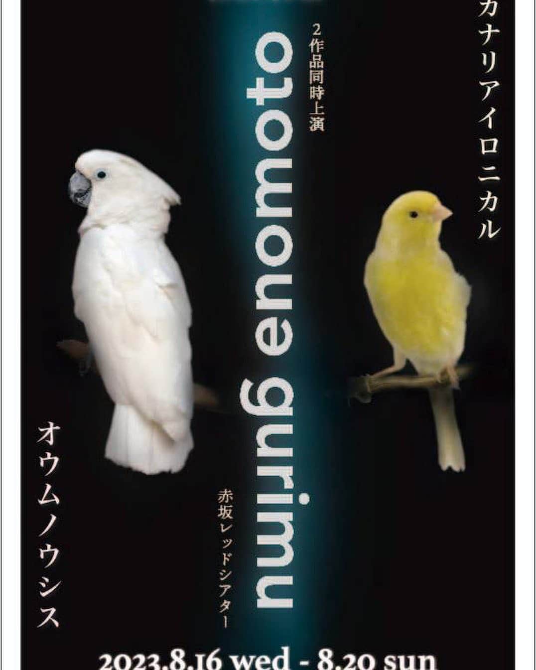 のインスタグラム：「8月はこちらの作品に出演させていただきます！ よろしくお願いします🐤✨  『カナリアイロニカル』  出演 佐藤弘樹／永山たかし／加藤あやの／実月いま／武藤志織　 黒田アーサー／高木和／佐々夏希／新里哲太郎  『カナリアイロニカル』 脚本・演出：えのもとぐりむ 演出協力：チョト・サン・ミシェル  公演スケジュール  ＜期間＞ 2023年8月16日 (水) ～2023年8月20日 (日)  『オウムノウシス』と同時上演となります！  ＜公演日・開演時間＞ 08月16日(水) 19:30☆ 08月17日(木) 14:00☆ / 19:00★ 08月18日(金) 14:00★ / 19:00☆ 08月19日(土) 13:00☆ / 18:00★ 08月20日(日) 12:00★ / 16:00☆  ☆『オウムノウシス』 ★『カナリアイロニカル』  ※全公演ロビー開場は開演の45分前、場内開場は開演の30分前からとなります  チケット  Ｓ席：10,000円 Ａ席：8,000円 一般席：5,000円 （全席指定・税込） 　  ＜カンフェティ取扱チケット＞ Ｓ席：10,000円 ※ステージ最前列＋ステージ２列目センターエリア・S席用非売品ブロマイド1枚付き  Ａ席：8,000円 ※ステージ２列目サイド２席＋ステージ３列目・A席用非売品ブロマイド1枚付き  一般席：5,000円 （全席指定・税込）  【S席・A席特典】 『オウムノウシス』『カナリアイロニカル』各1種類で、予約時に選択したキャストのブロマイド  こちらのチケットは、 ［WEB予約］のみ　の受付です。 お電話でのご予約はいただけません。  会場 赤坂RED/THEATER」