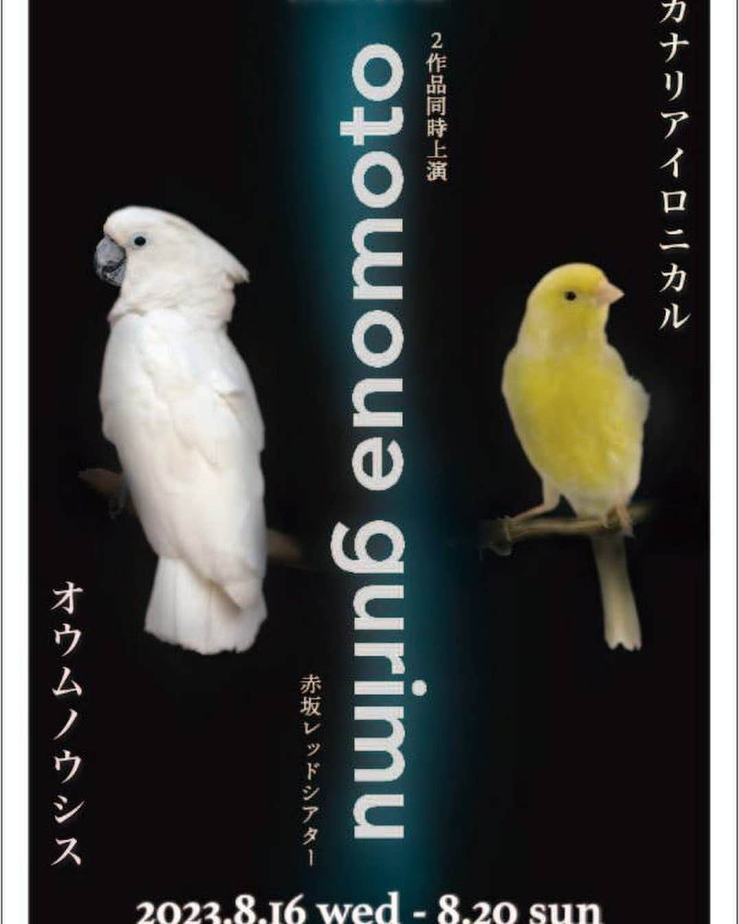 加藤あやののインスタグラム：「8月はこちらの作品に出演させていただきます！ よろしくお願いします🐤✨  『カナリアイロニカル』  出演 佐藤弘樹／永山たかし／加藤あやの／実月いま／武藤志織　 黒田アーサー／高木和／佐々夏希／新里哲太郎  『カナリアイロニカル』 脚本・演出：えのもとぐりむ 演出協力：チョト・サン・ミシェル  公演スケジュール  ＜期間＞ 2023年8月16日 (水) ～2023年8月20日 (日)  『オウムノウシス』と同時上演となります！  ＜公演日・開演時間＞ 08月16日(水) 19:30☆ 08月17日(木) 14:00☆ / 19:00★ 08月18日(金) 14:00★ / 19:00☆ 08月19日(土) 13:00☆ / 18:00★ 08月20日(日) 12:00★ / 16:00☆  ☆『オウムノウシス』 ★『カナリアイロニカル』  ※全公演ロビー開場は開演の45分前、場内開場は開演の30分前からとなります  チケット  Ｓ席：10,000円 Ａ席：8,000円 一般席：5,000円 （全席指定・税込） 　  ＜カンフェティ取扱チケット＞ Ｓ席：10,000円 ※ステージ最前列＋ステージ２列目センターエリア・S席用非売品ブロマイド1枚付き  Ａ席：8,000円 ※ステージ２列目サイド２席＋ステージ３列目・A席用非売品ブロマイド1枚付き  一般席：5,000円 （全席指定・税込）  【S席・A席特典】 『オウムノウシス』『カナリアイロニカル』各1種類で、予約時に選択したキャストのブロマイド  こちらのチケットは、 ［WEB予約］のみ　の受付です。 お電話でのご予約はいただけません。  会場 赤坂RED/THEATER」