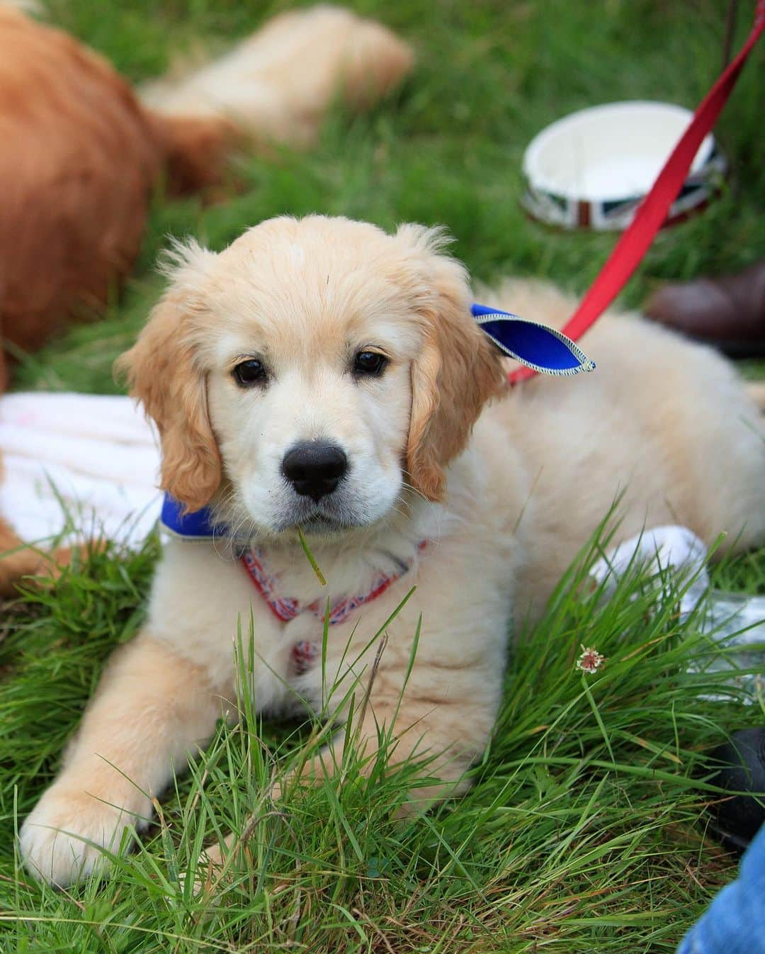 ニューヨーク・タイムズさんのインスタグラム写真 - (ニューヨーク・タイムズInstagram)「Why did 488 golden retrievers gather in Scotland?  Around 4 p.m. on July 13, 488 dogs assembled on the broad lawn in front of the ruins of Guisachan House in the Scottish Highlands to take a group photo of the 2023 Guisachan Gathering, a kind of golden retriever convention, commemorating the anniversary of the founding of the breed.  Since the first group photo was taken in 2001, golden lovers have come together about every five years to pay homage to Sir Dudley Marjoribanks, later Lord Tweedmouth, who lived in what was then Guisachan House. Sir Dudley is credited with developing the golden retriever in 1868, when he bred a wavy-coated retriever with a tweed water spaniel. He wanted a rugged hunting companion with a beautiful head, a loving disposition and soft, melting eyes, a dog that lived to fetch game. An obsession with tennis balls and rolling in filth apparently also came with the package.  People and their dogs travel from around the world to take part in the Guisachan Gathering, and this year’s was the biggest yet. Represented this year were Ireland, Bavaria, Switzerland, the Czech Republic, the U.S., Australia, Canada and Croatia.  Besides the photo, what else do the dogs get up to? Tap the link in our bio to read more from @nyttimestravel about the golden retrievers’ gathering in Scotland. Photos by @invernessphotographer」7月20日 21時21分 - nytimes