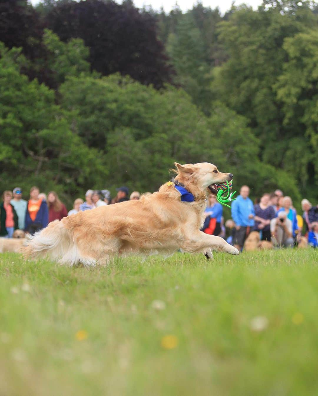 ニューヨーク・タイムズさんのインスタグラム写真 - (ニューヨーク・タイムズInstagram)「Why did 488 golden retrievers gather in Scotland?  Around 4 p.m. on July 13, 488 dogs assembled on the broad lawn in front of the ruins of Guisachan House in the Scottish Highlands to take a group photo of the 2023 Guisachan Gathering, a kind of golden retriever convention, commemorating the anniversary of the founding of the breed.  Since the first group photo was taken in 2001, golden lovers have come together about every five years to pay homage to Sir Dudley Marjoribanks, later Lord Tweedmouth, who lived in what was then Guisachan House. Sir Dudley is credited with developing the golden retriever in 1868, when he bred a wavy-coated retriever with a tweed water spaniel. He wanted a rugged hunting companion with a beautiful head, a loving disposition and soft, melting eyes, a dog that lived to fetch game. An obsession with tennis balls and rolling in filth apparently also came with the package.  People and their dogs travel from around the world to take part in the Guisachan Gathering, and this year’s was the biggest yet. Represented this year were Ireland, Bavaria, Switzerland, the Czech Republic, the U.S., Australia, Canada and Croatia.  Besides the photo, what else do the dogs get up to? Tap the link in our bio to read more from @nyttimestravel about the golden retrievers’ gathering in Scotland. Photos by @invernessphotographer」7月20日 21時21分 - nytimes